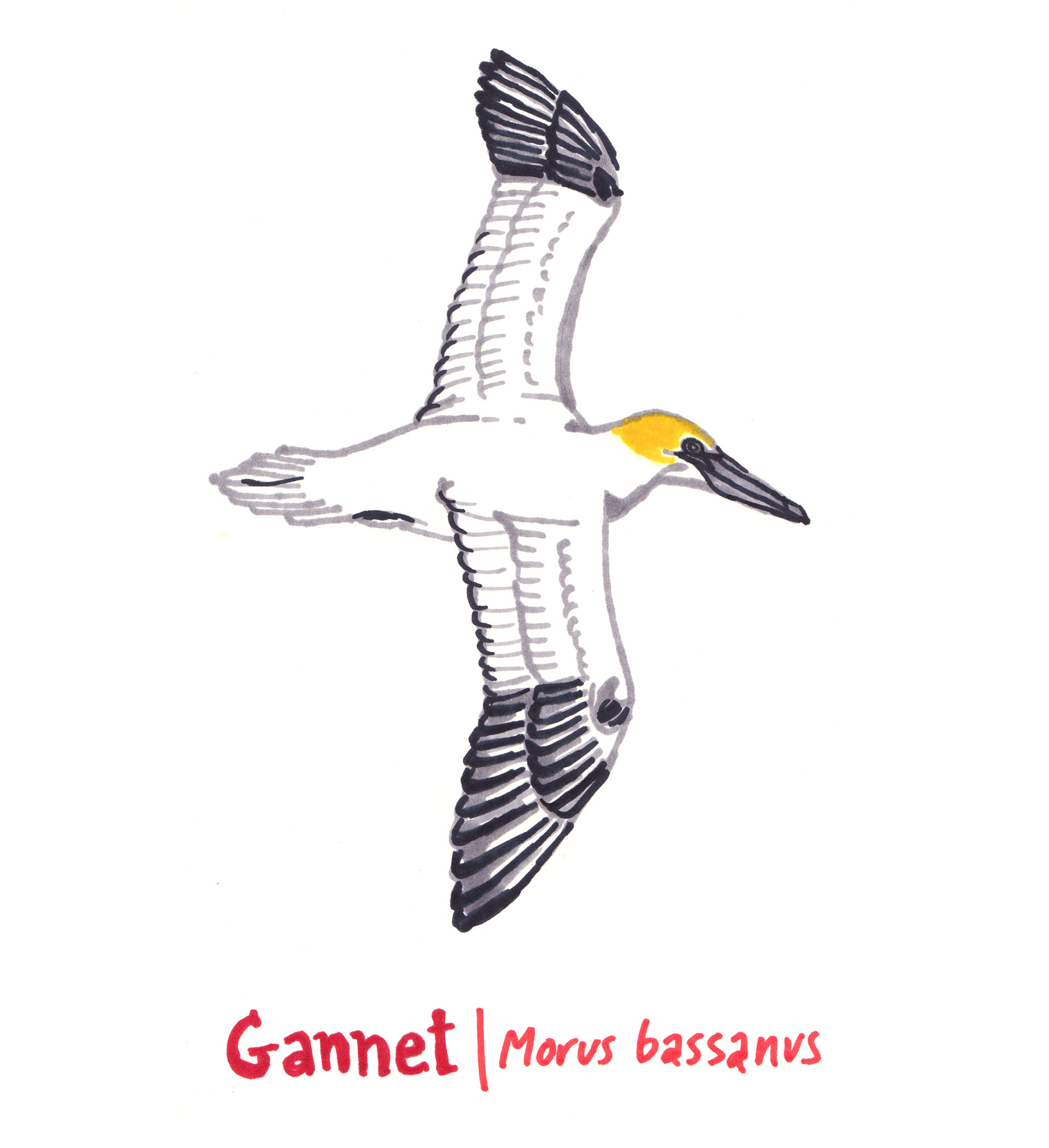 Marker sketch of a Gannet