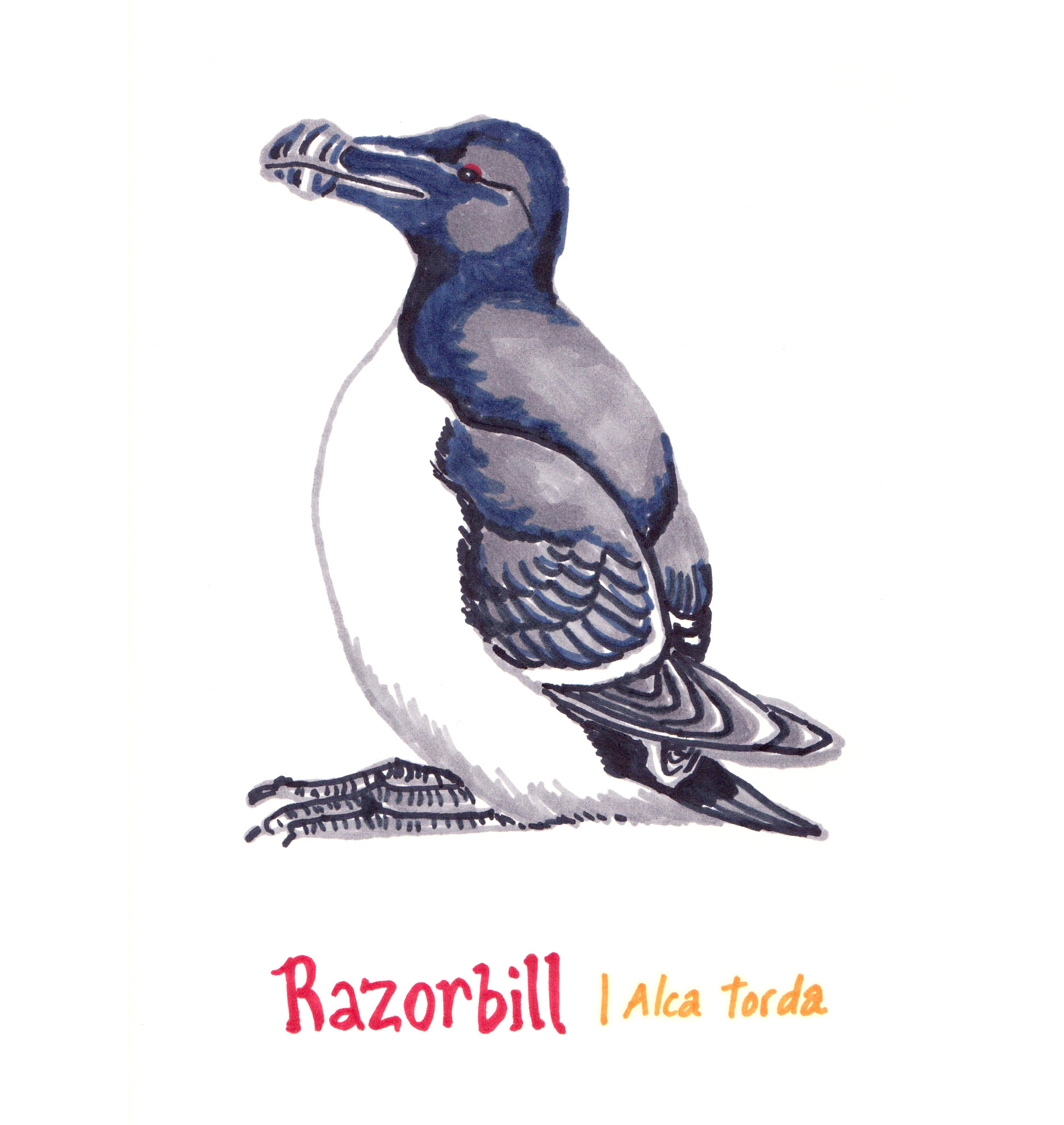 Marker sketch of a Razorbill