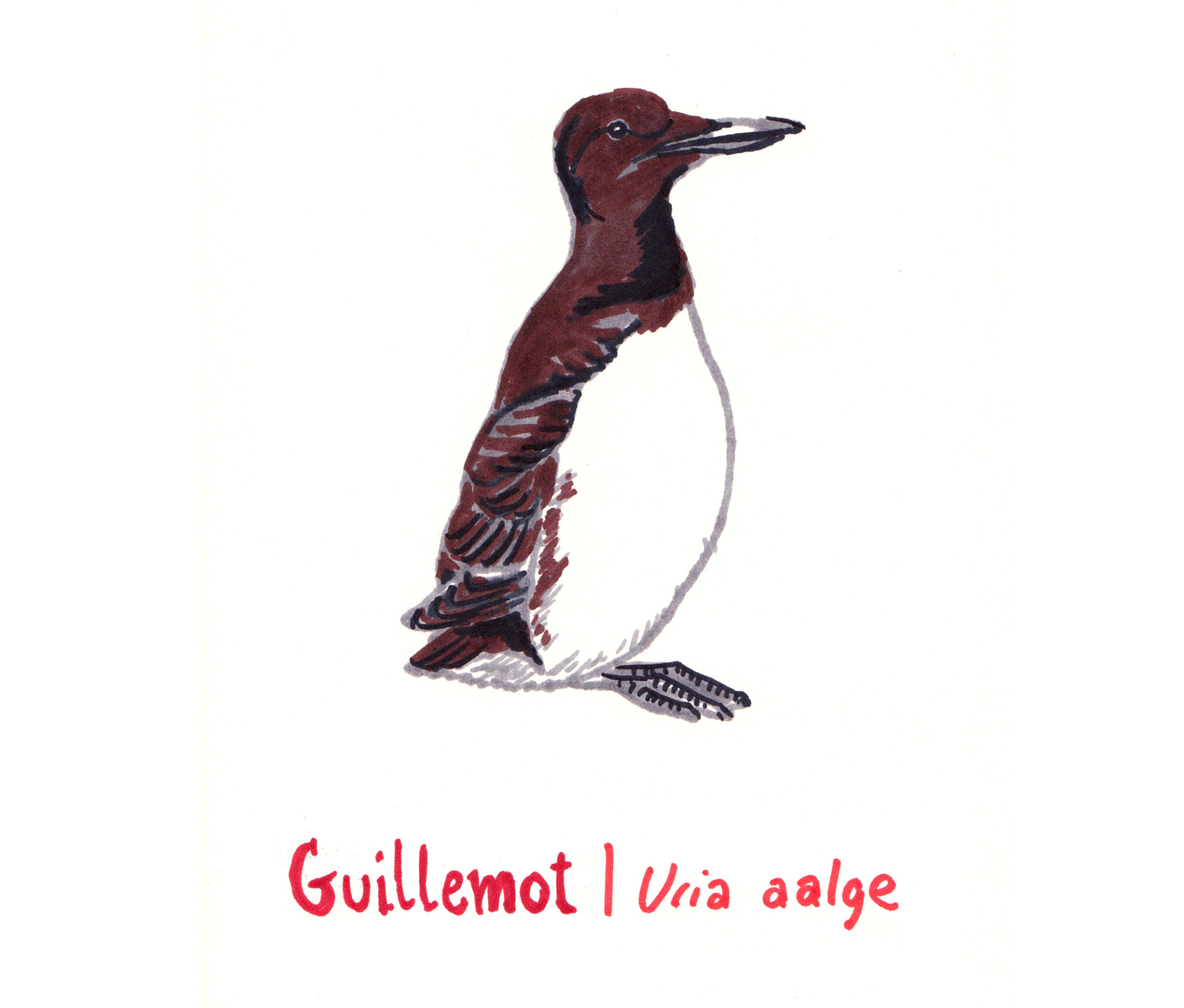 Marker sketch of a Guillemot