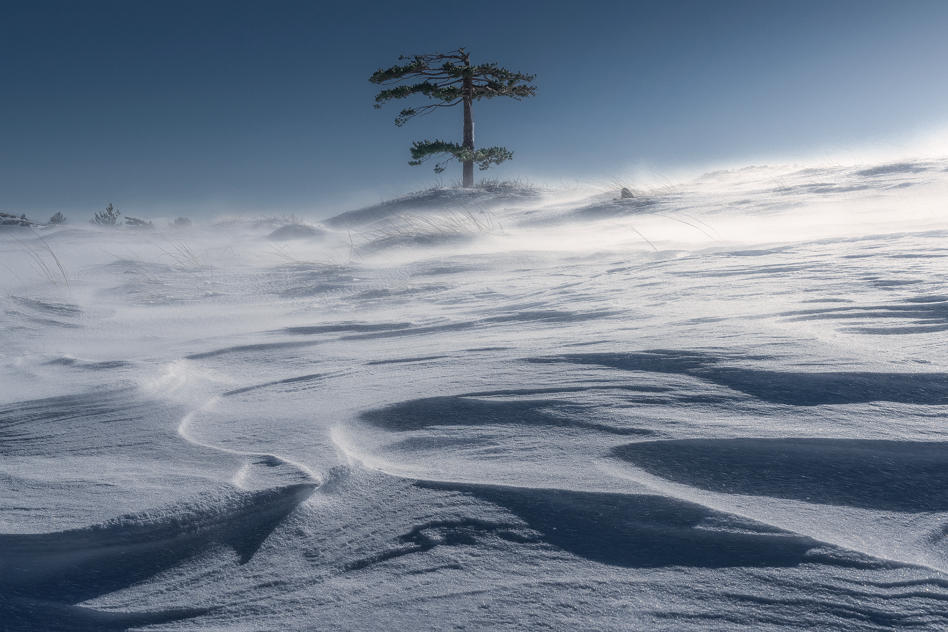 Distese di neve scolpite dal vento Il paesaggio invernale dell’Etna si trasforma in un deserto bianco, con dune di neve modellate dal vento. Un albero solitario si erge nel nulla, simbolo di resistenza e isolamento.