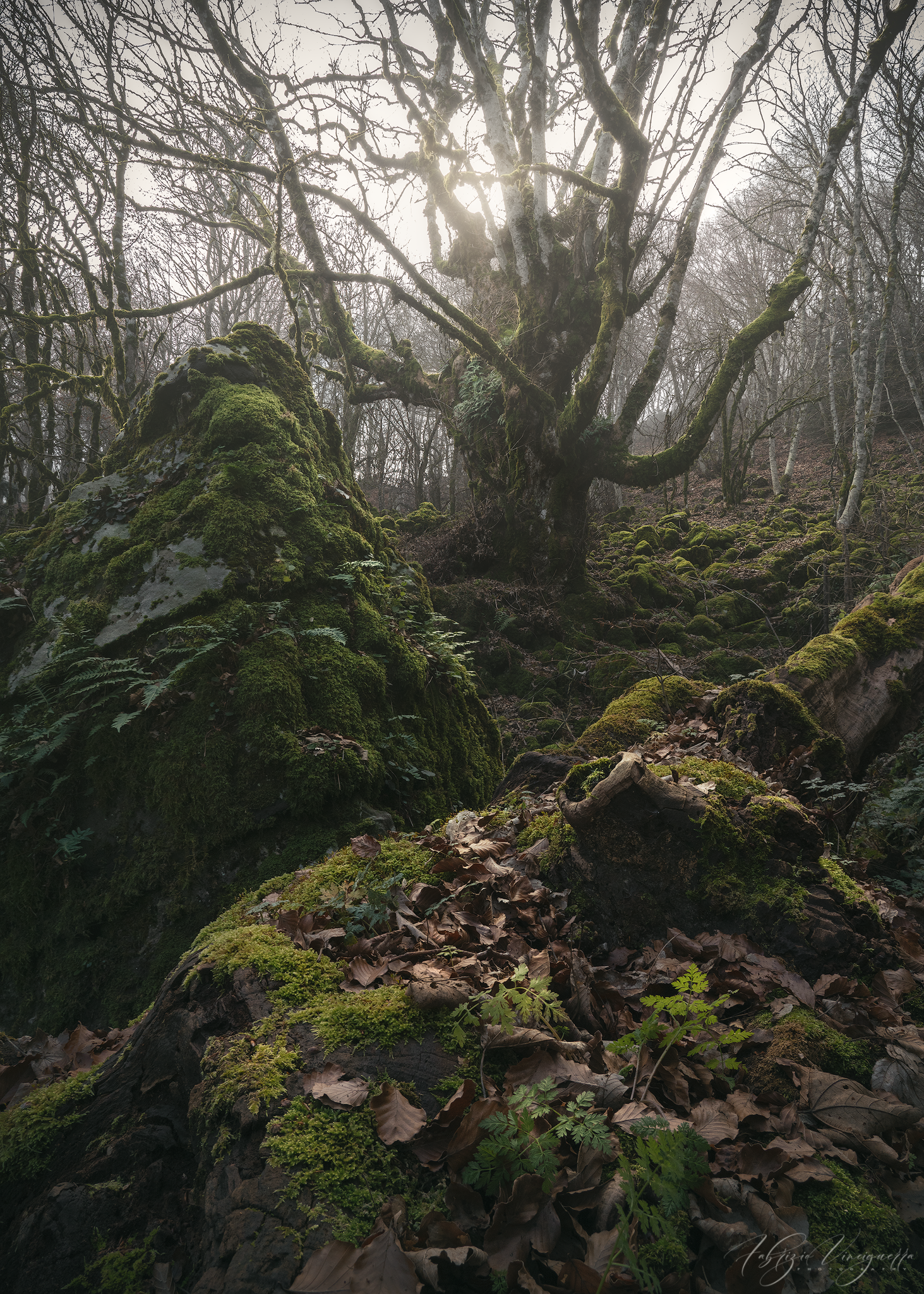 Sentiero nebbioso tra alberi antichi – "Un bosco avvolto nella nebbia, con rami spogli e rocce muschiose che creano un'atmosfera surreale e misteriosa."