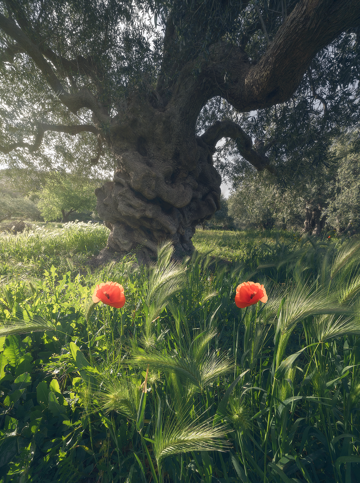 Ulivo con papaveri rossi in primo piano – "Un ulivo antico si erge in un campo primaverile, dove spiccano due papaveri rossi tra il verde brillante."