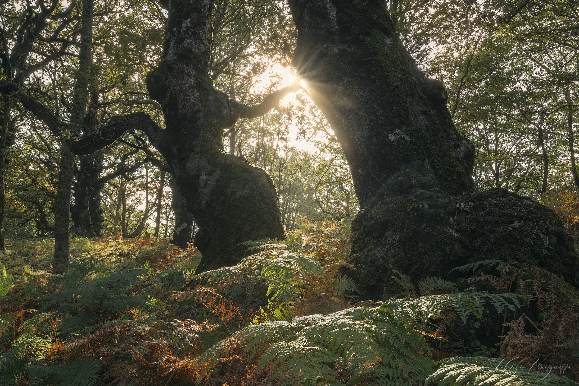 Albero con radici esposte e felci circostanti – "Un tronco antico dalle radici esposte, circondato da un tappeto di felci che arricchiscono il sottobosco."