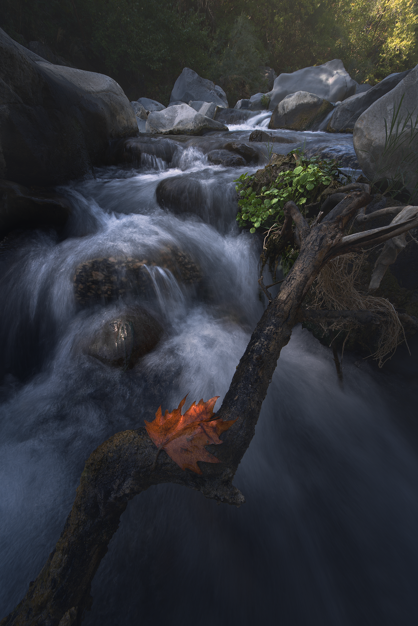 Torrente di montagna tra le rocce laviche Un piccolo ruscello scorre tra le rocce scure di origine vulcanica, creando un effetto setoso grazie alla lunga esposizione. Un tronco caduto e una foglia rossa in primo piano aggiungono profondità e un tocco di colore alla scena.