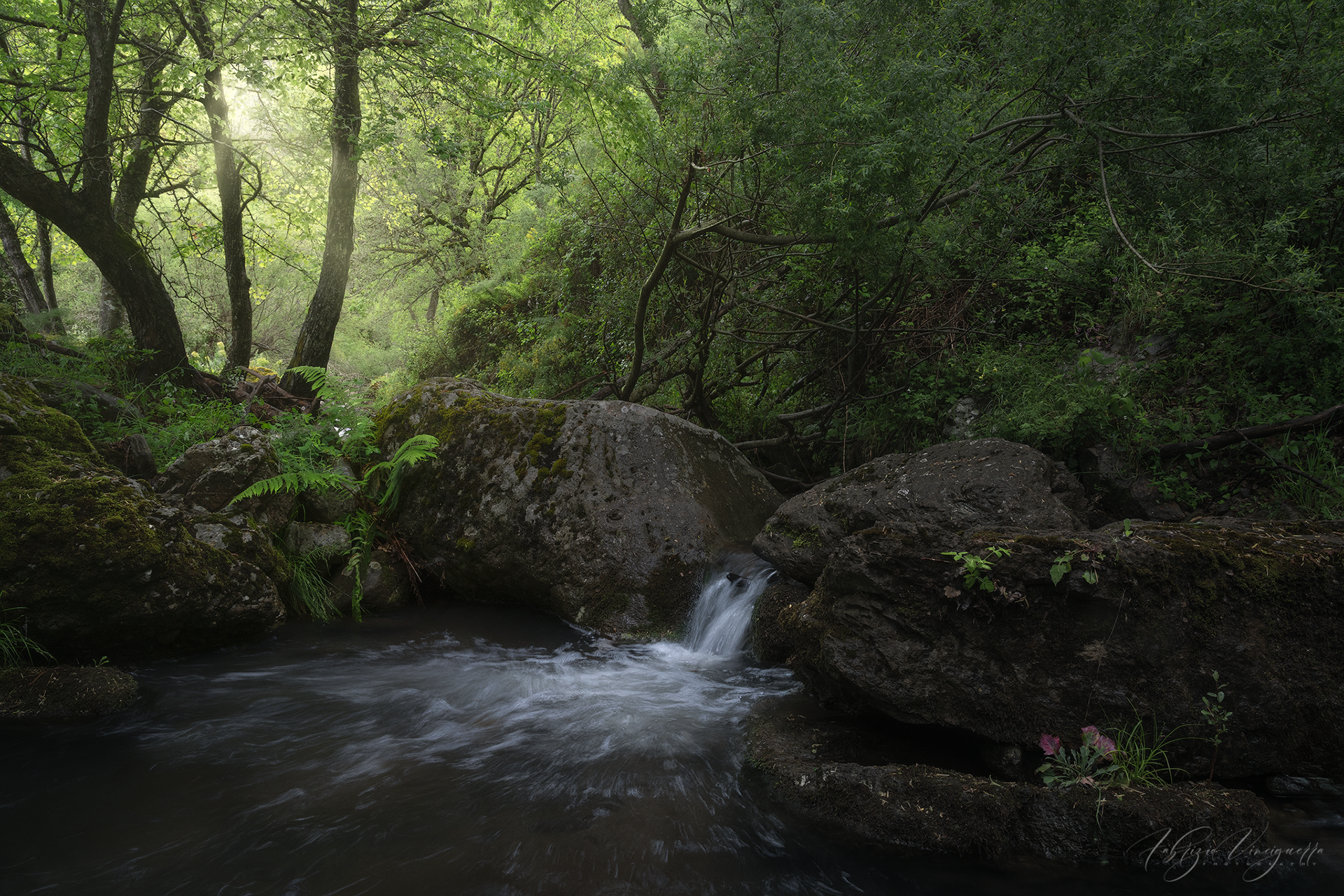Ruscello tra rocce e vegetazione lussureggiante – "Un piccolo corso d'acqua attraversa la foresta, scorrendo tra rocce coperte di muschio e foglie verdi."