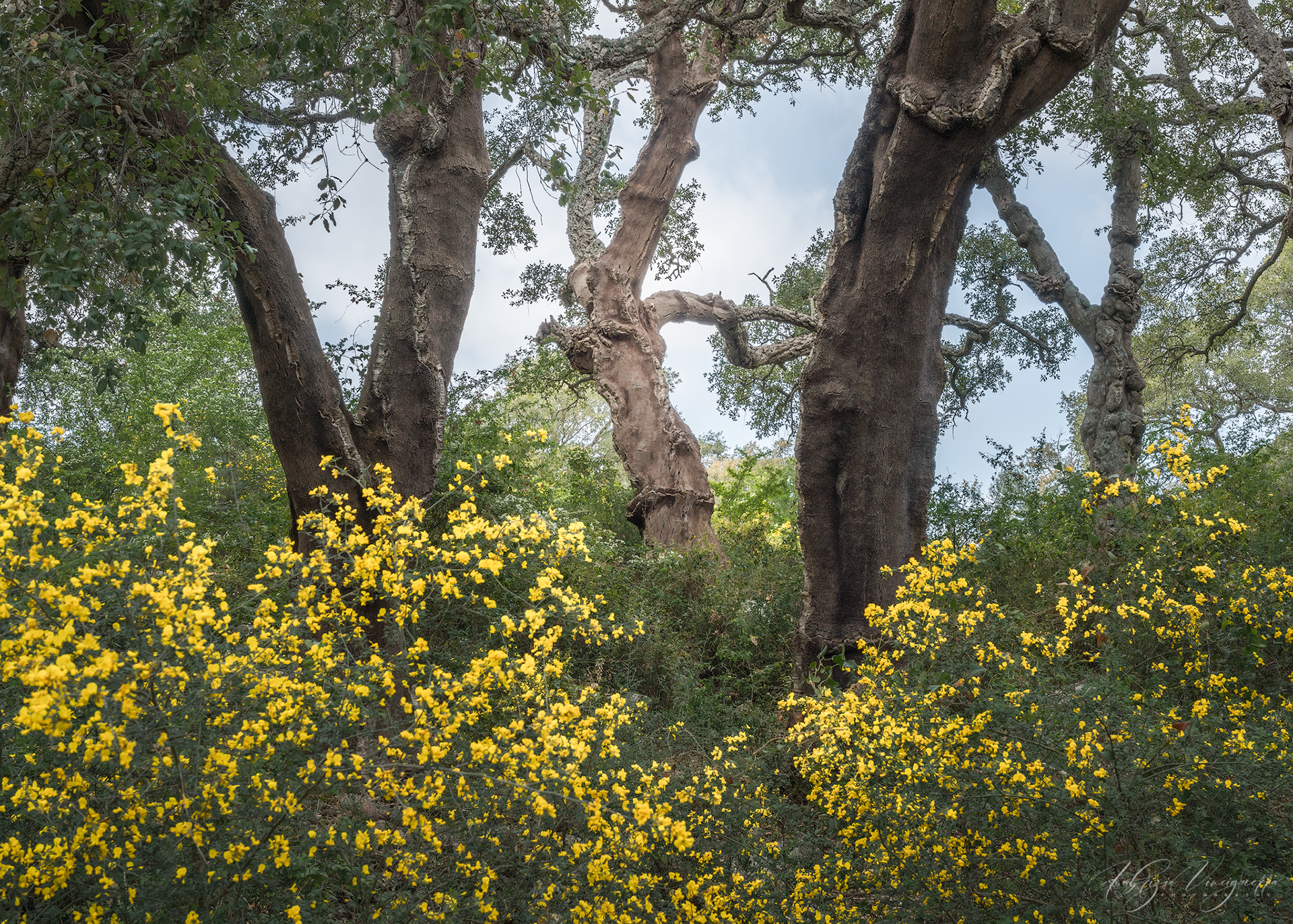 Alberi in fiore con ginestra gialla – "Un paesaggio boschivo primaverile, con alberi maestosi circondati da cespugli di ginestra in piena fioritura."