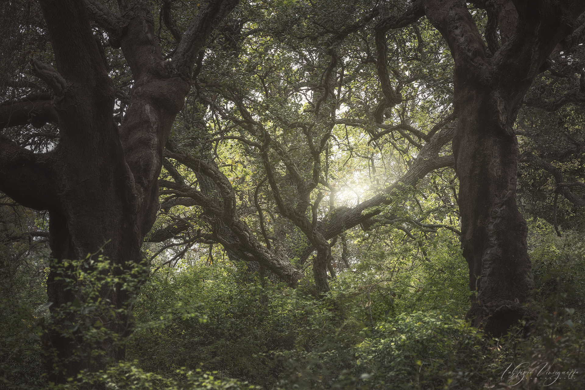 Foresta con luce che filtra tra gli alberi – "Raggi di sole penetrano tra i rami intricati di una fitta foresta, creando un gioco di luci e ombre suggestivo."