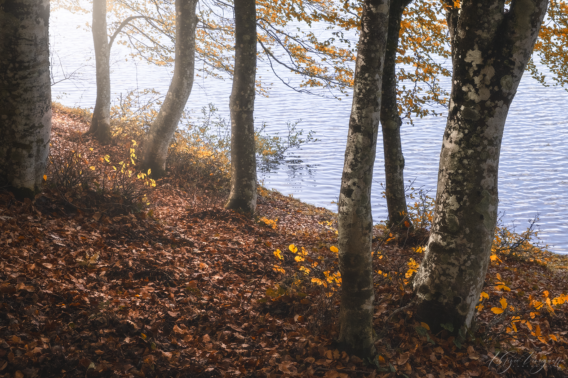 Bosco autunnale sulle rive di un lago Gli alberi con foglie dorate e ramificazioni sottili si affacciano su un lago tranquillo, creando un’atmosfera autunnale suggestiva. La luce soffusa filtra tra i tronchi, esaltando il contrasto tra il terreno ricoperto di foglie e l’acqua calma che riflette il paesaggio.