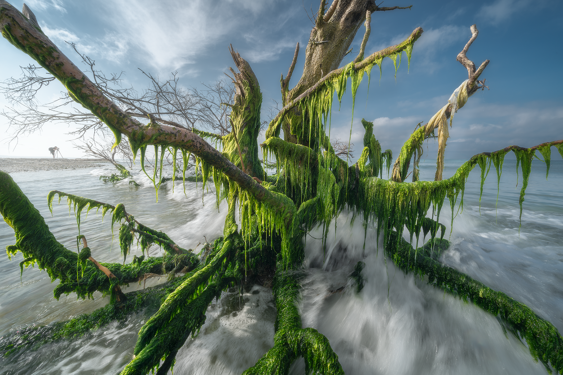 Albero sommerso dalle onde con muschi verdi Le radici contorte di un albero emergono dall’acqua marina, coperte da muschi e alghe. Il moto ondoso e la luce radente esaltano i dettagli, creando un’immagine quasi onirica.