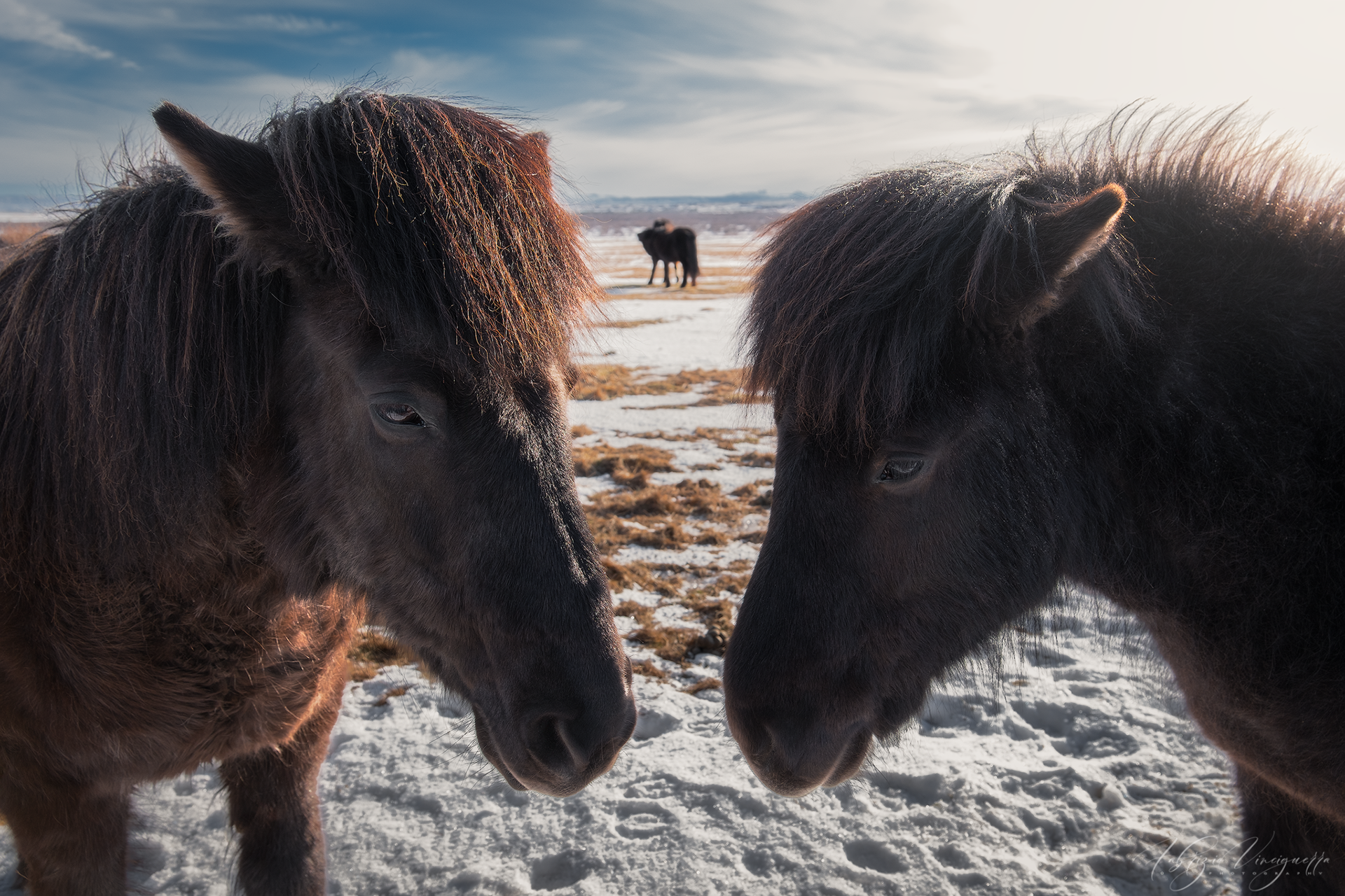 Cavalli islandesi in campo innevato – Due cavalli islandesi si osservano in un paesaggio invernale, evocando la connessione con la natura selvaggia dell’isola.