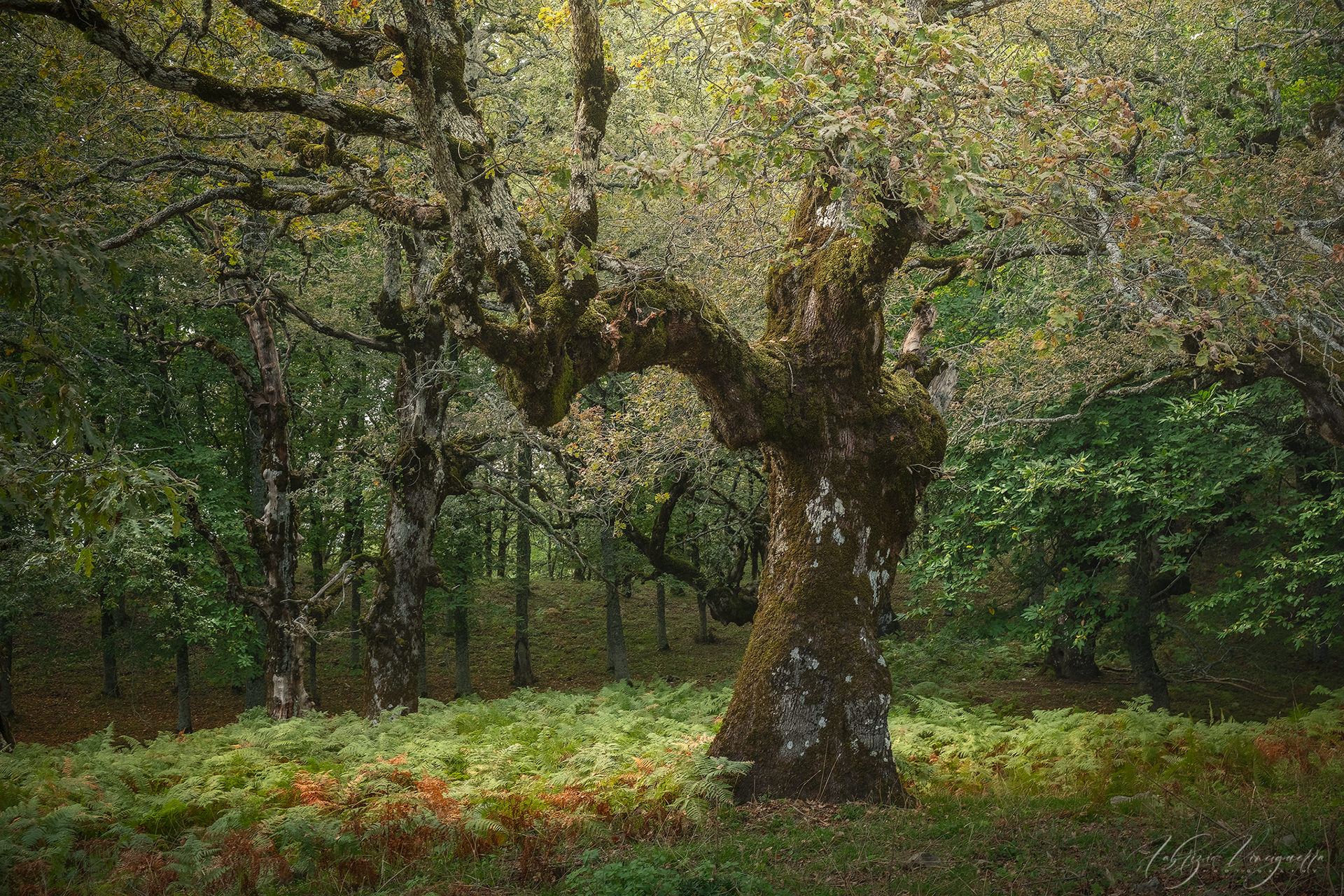 Quercia solitaria in un prato autunnale – "Un maestoso albero di quercia con rami contorti, immerso in un tappeto di foglie dai colori autunnali."