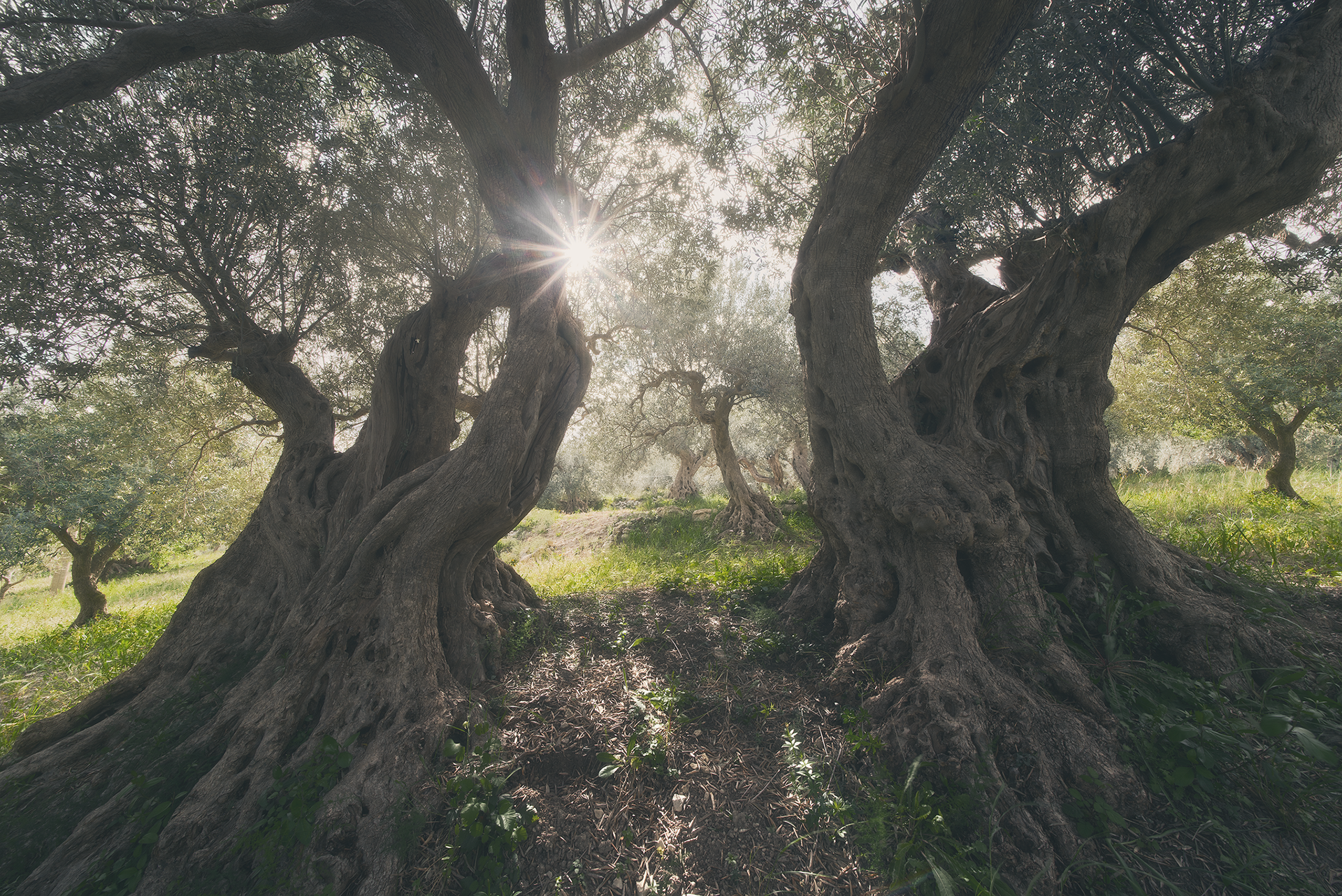 Ulivi secolari con il sole che filtra tra i rami – "Un affascinante uliveto con alberi dalle forme contorte, illuminati dalla luce dorata del sole."