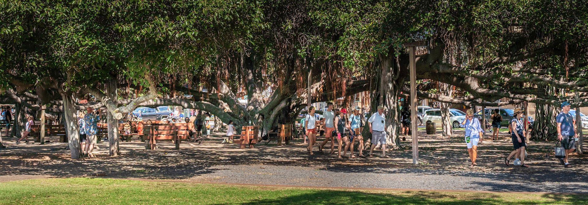 150 Year Old Banyan Tree