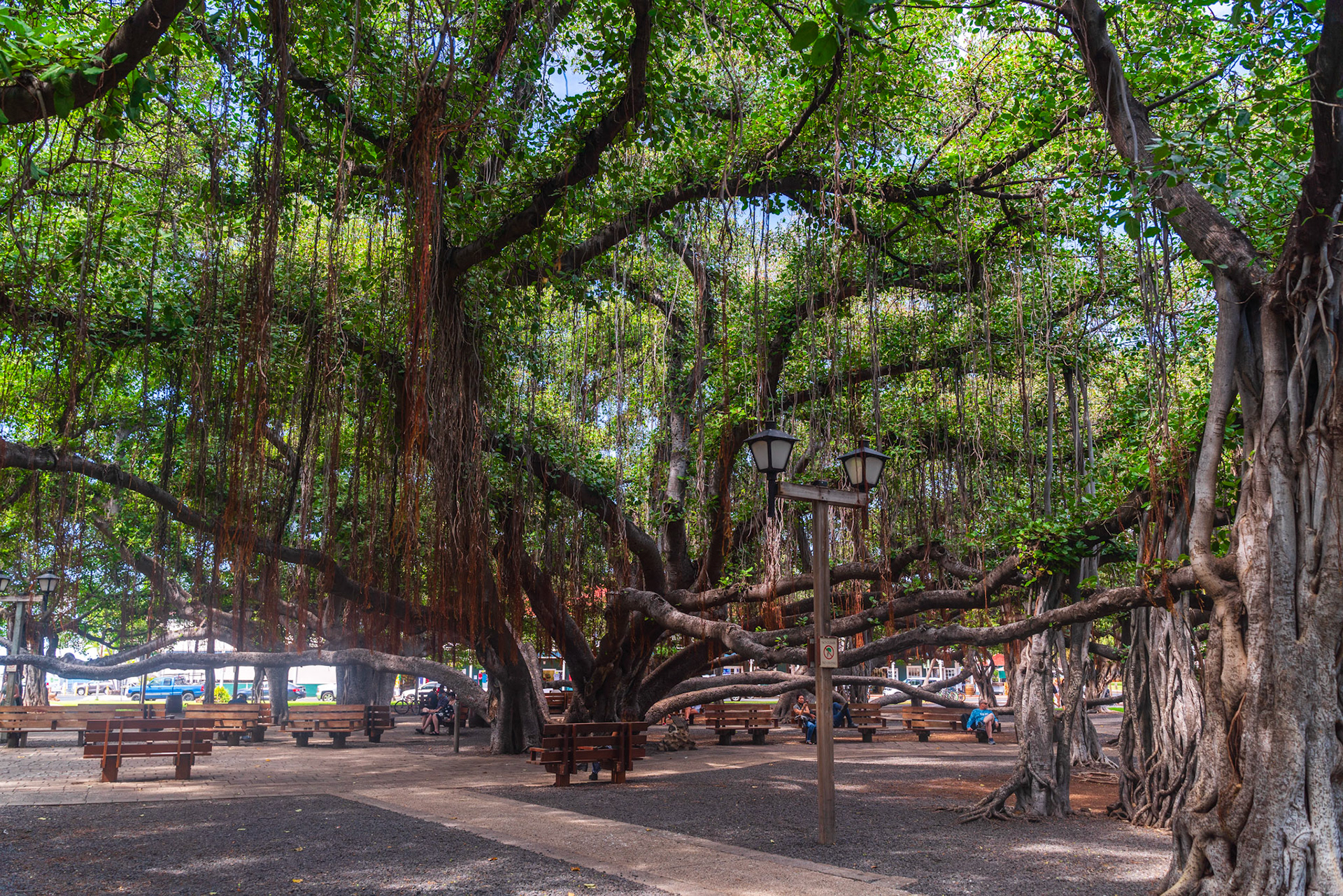 150 Year Old Banyan Tree