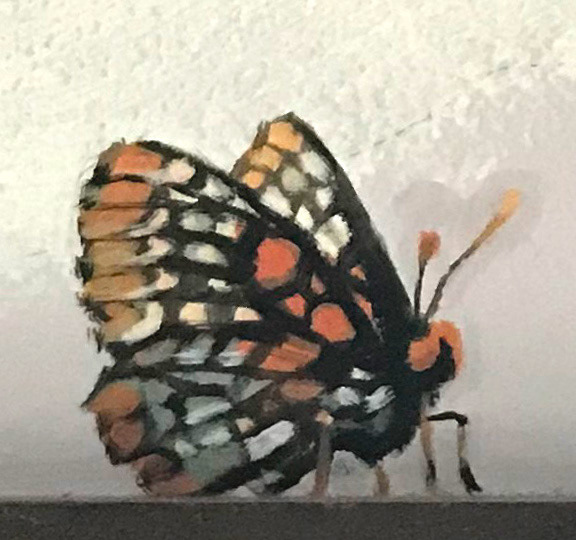 Checkerboard Butterfly
