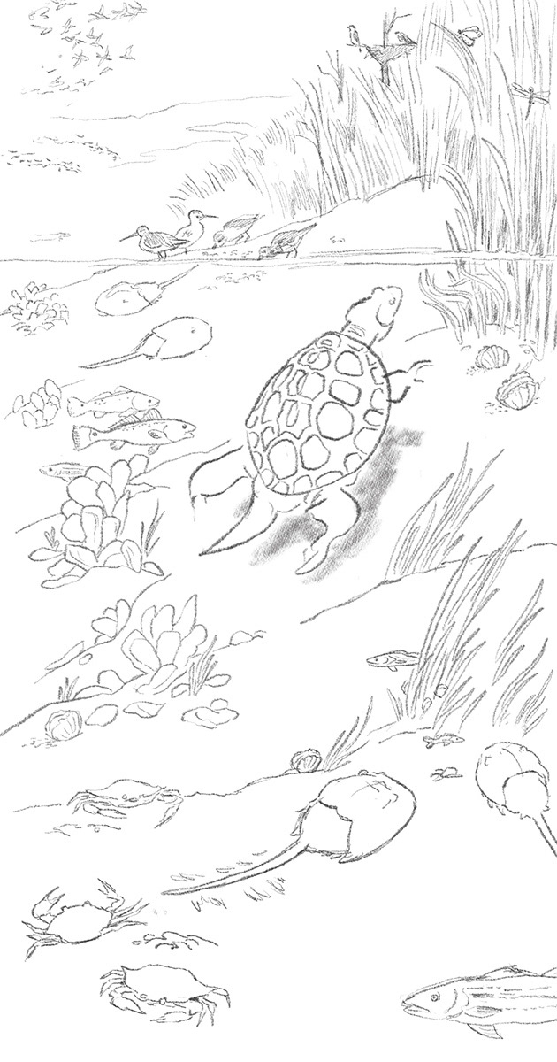 Rough sketch