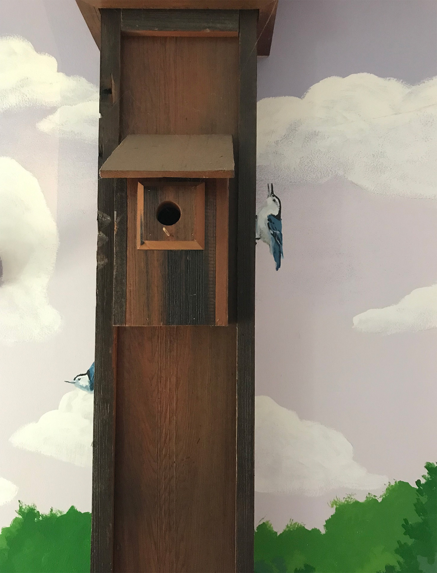 Nuthatches and nesting box