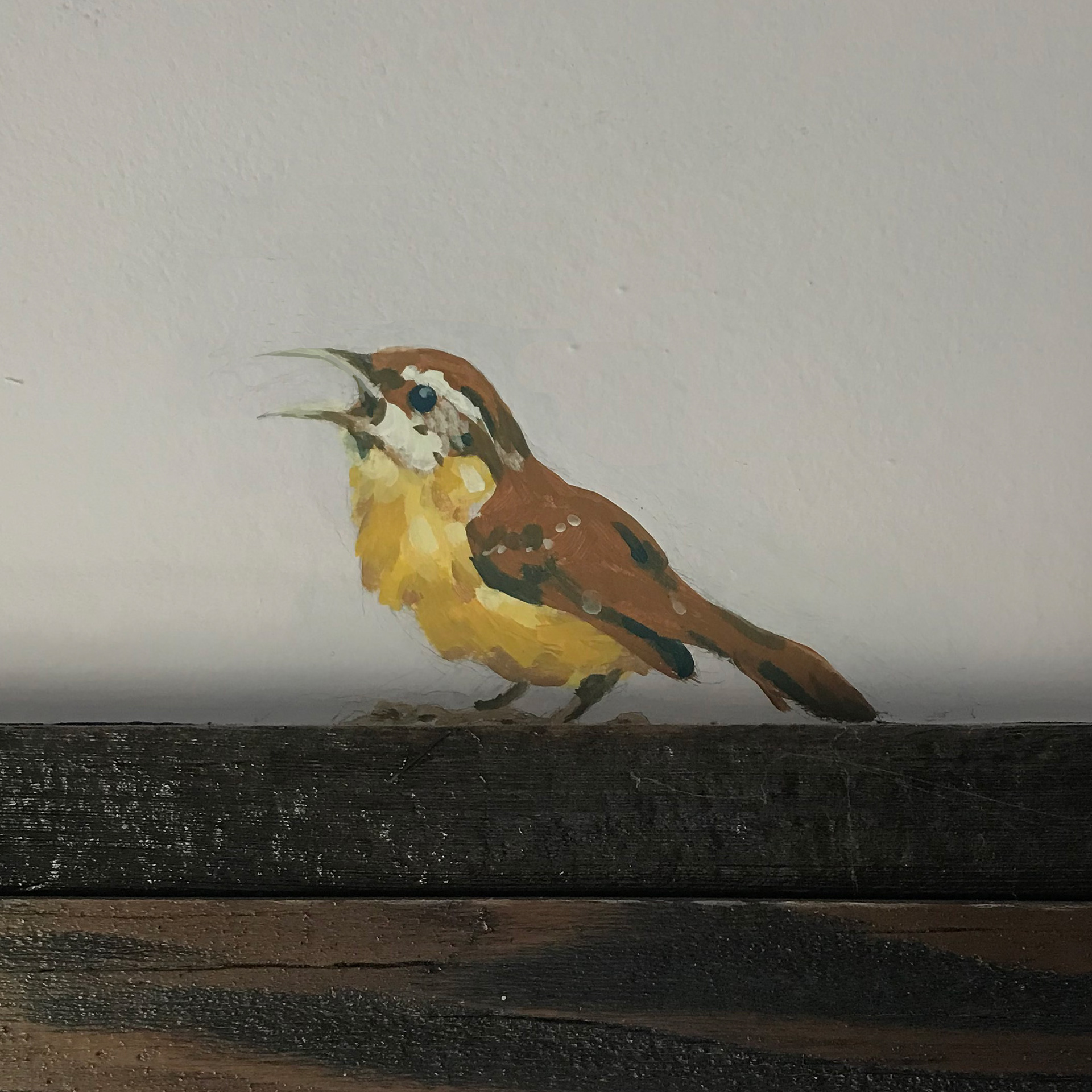 Carolina Wren