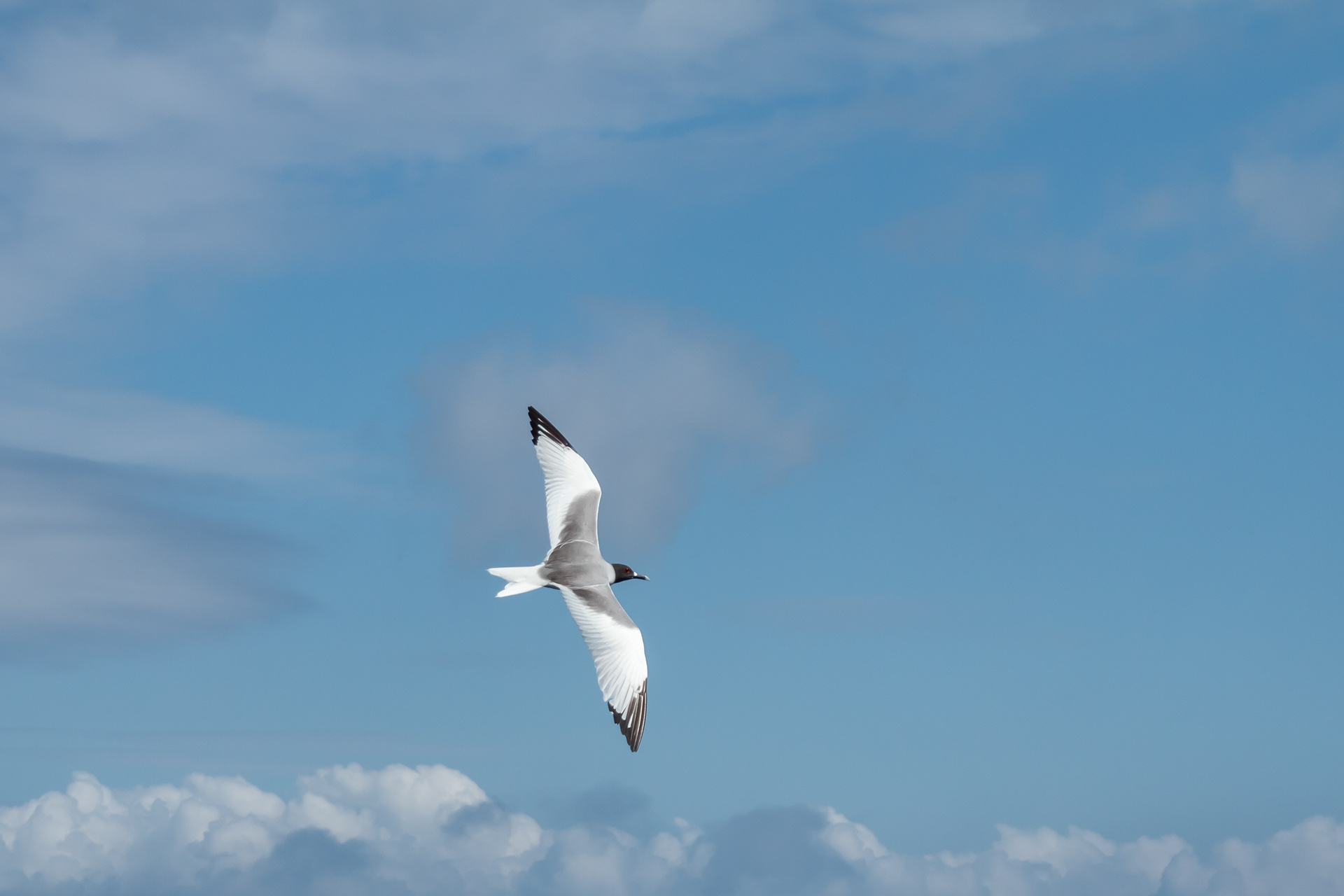 Seagull - Galapagos