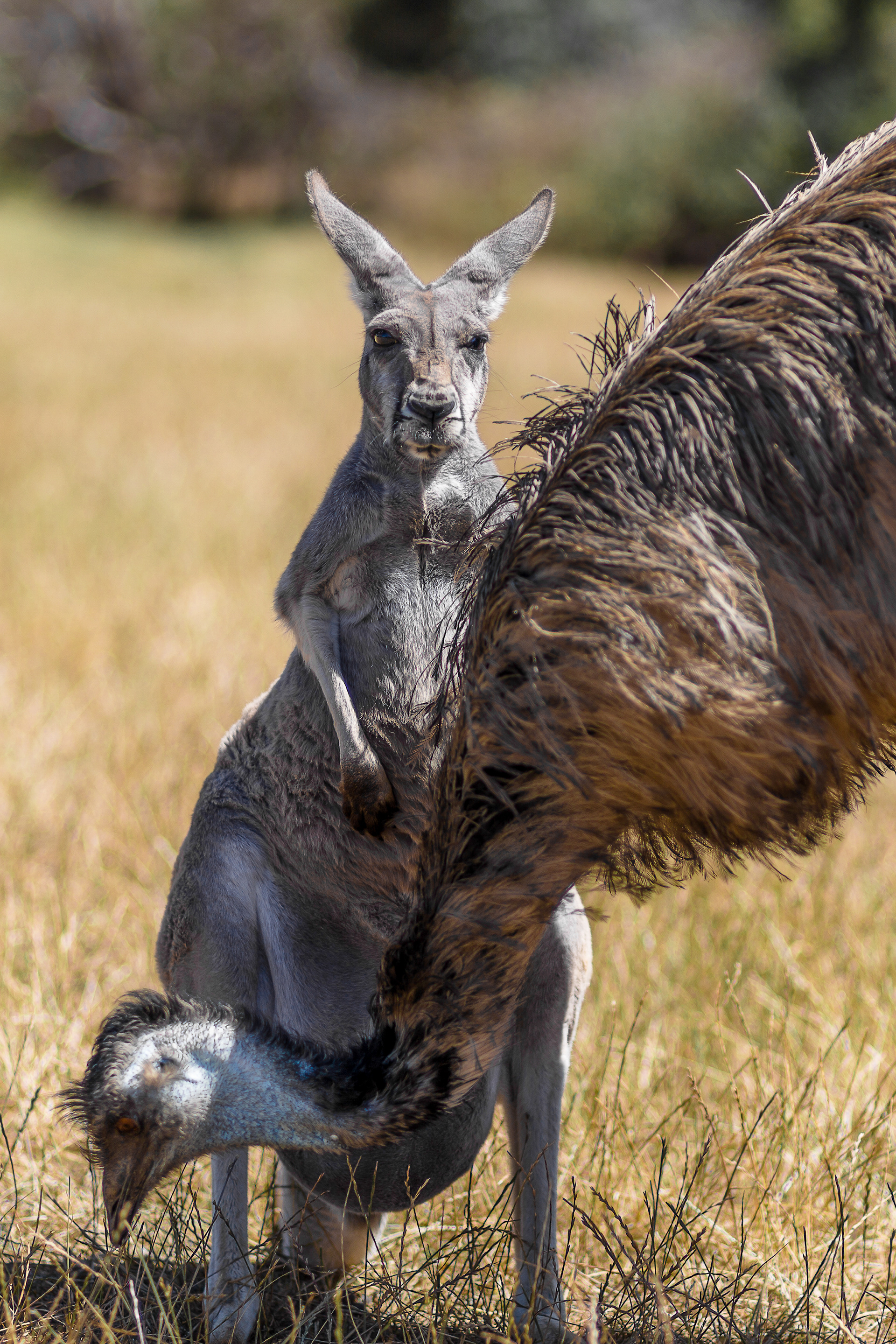 "Australian Coat-of-Arms" - Australia