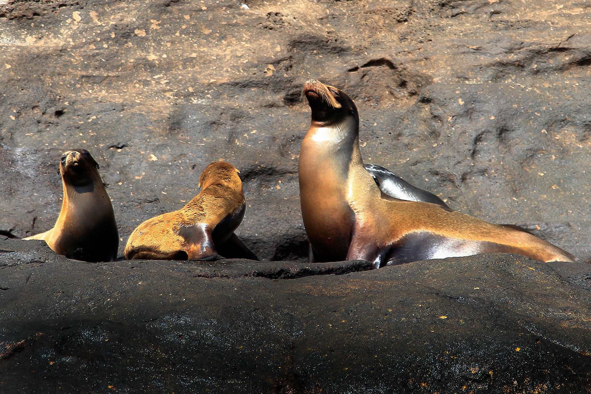 Sea Lions - Galapagos