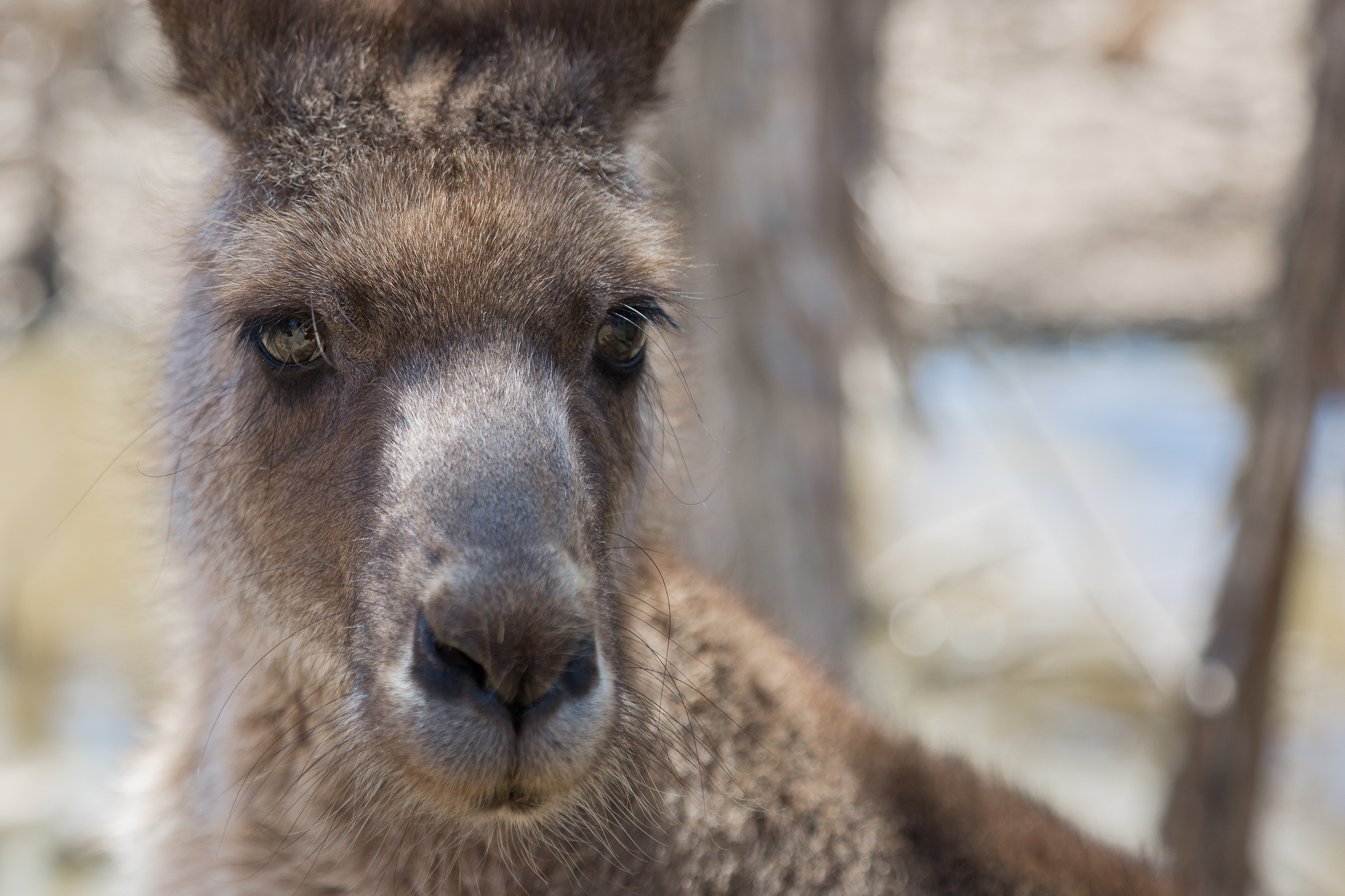 Kangoroo - Australia