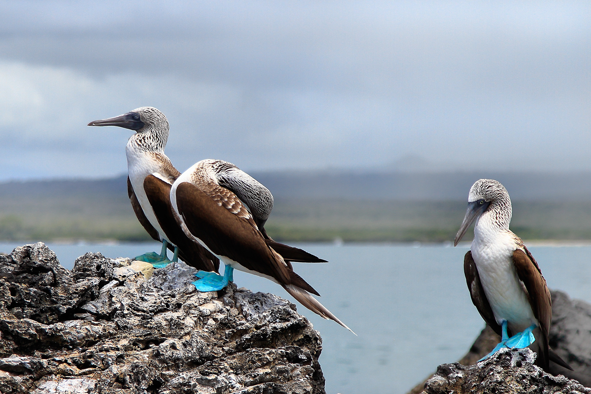 Pata Azul - Galapagos