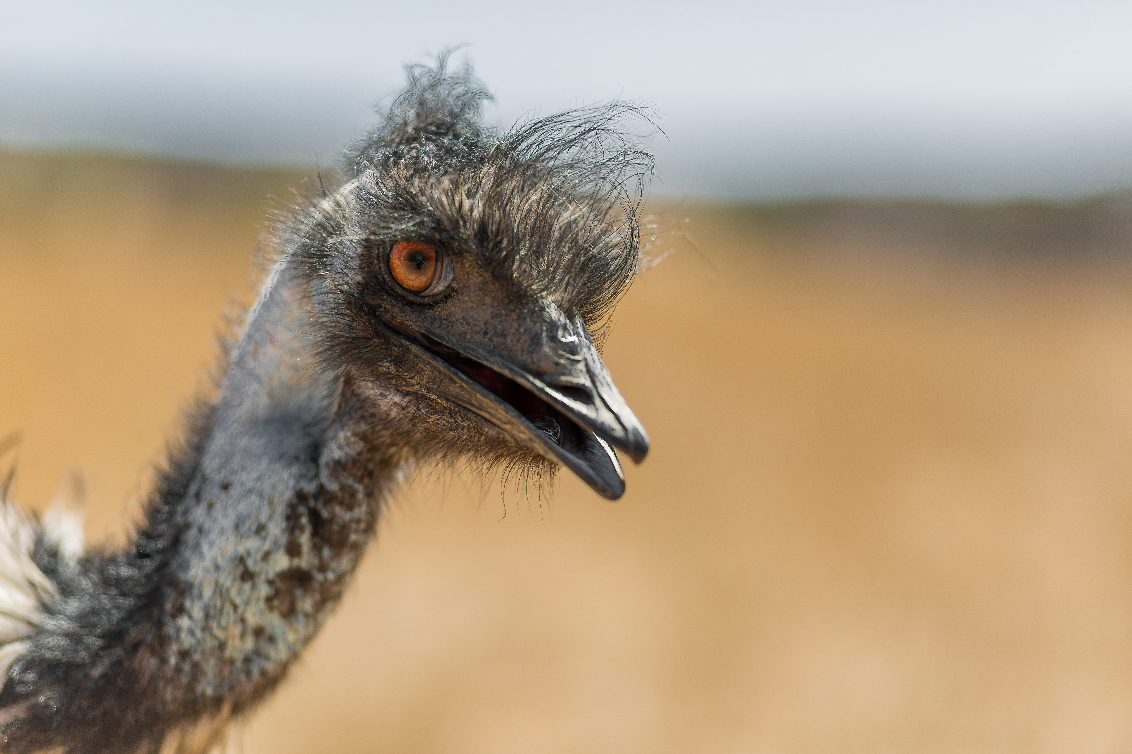 Emu - Australia