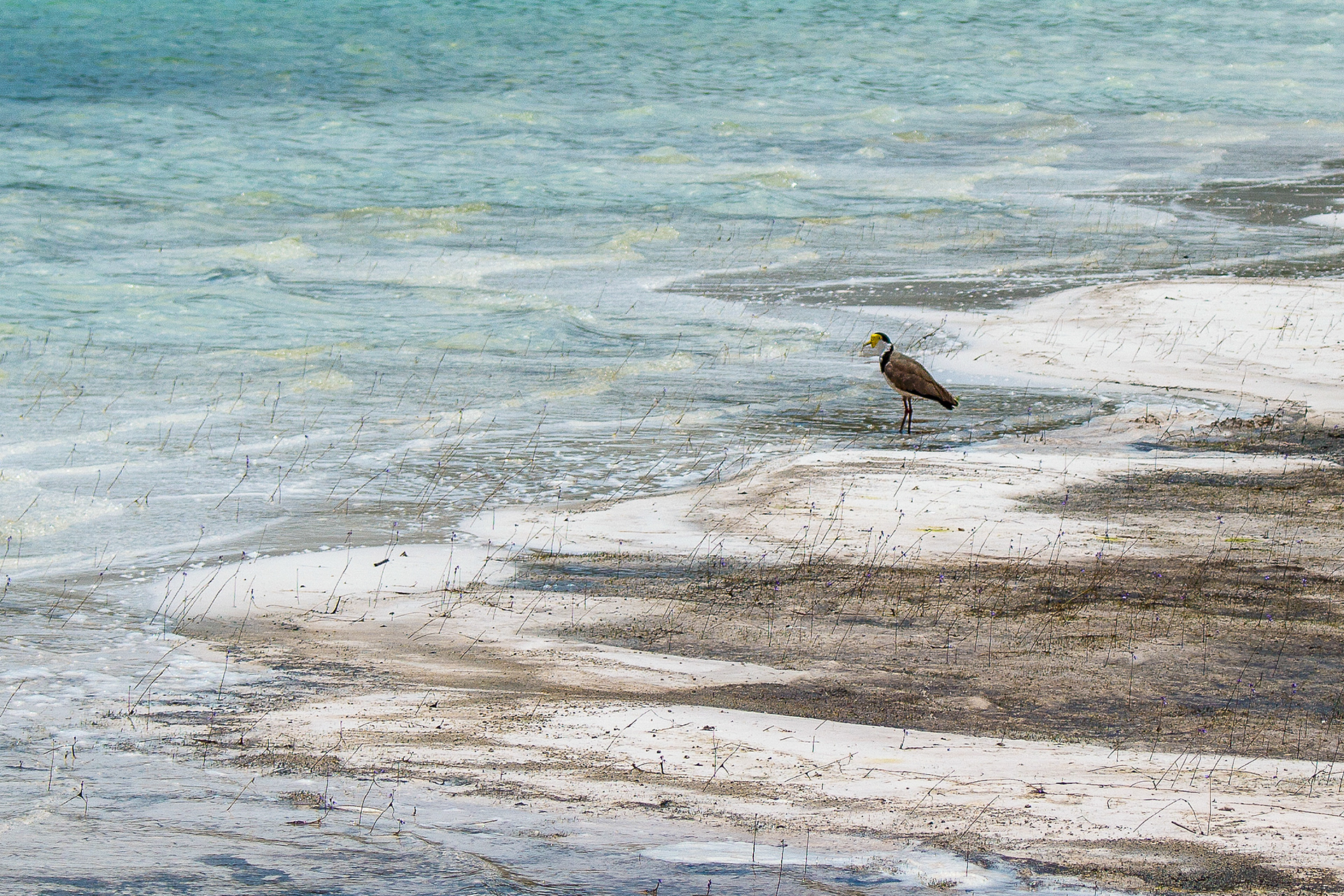 "Alone" - Fraser Island, Australia