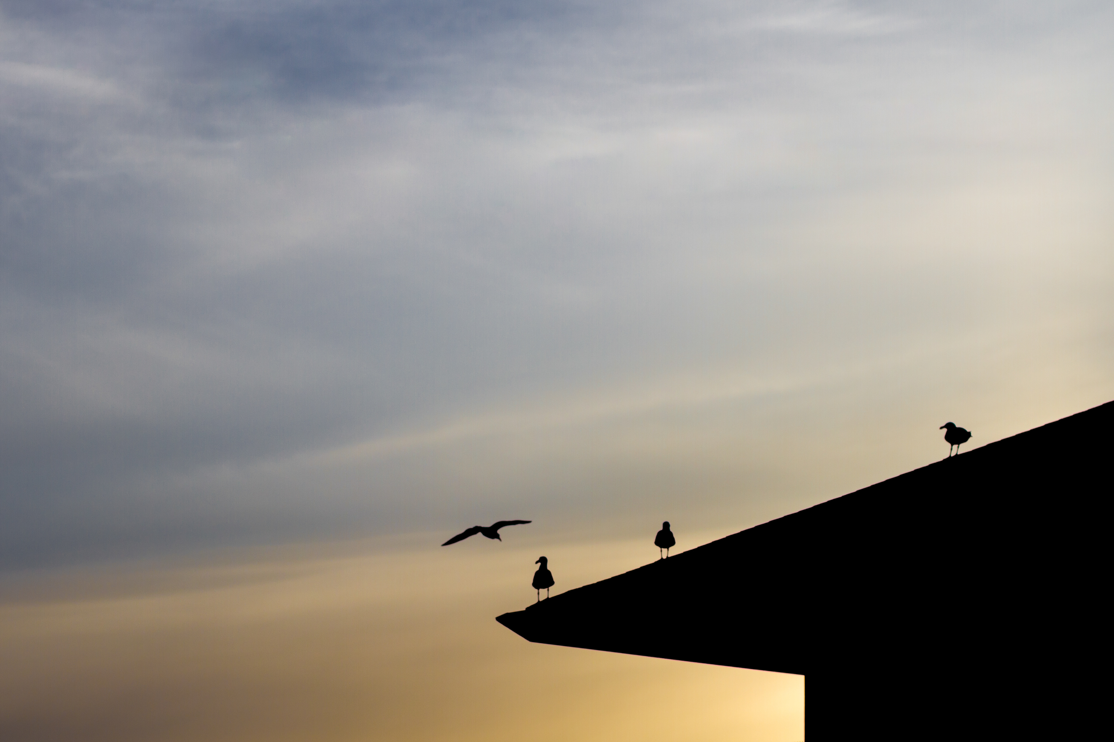 Seagull Sunset - San Fransisco, CA