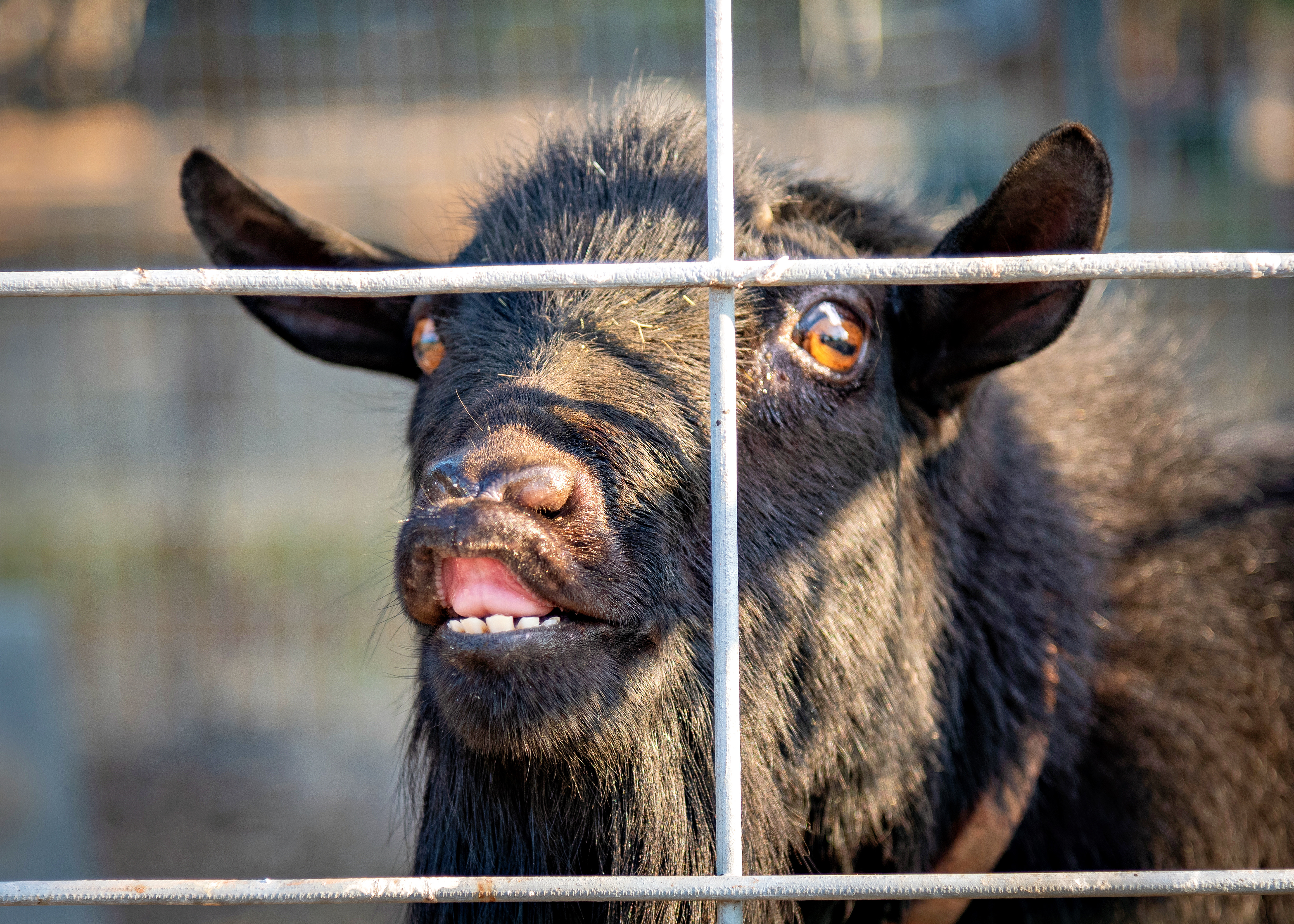 McMini-Akers Farm, Santa Rosa, California