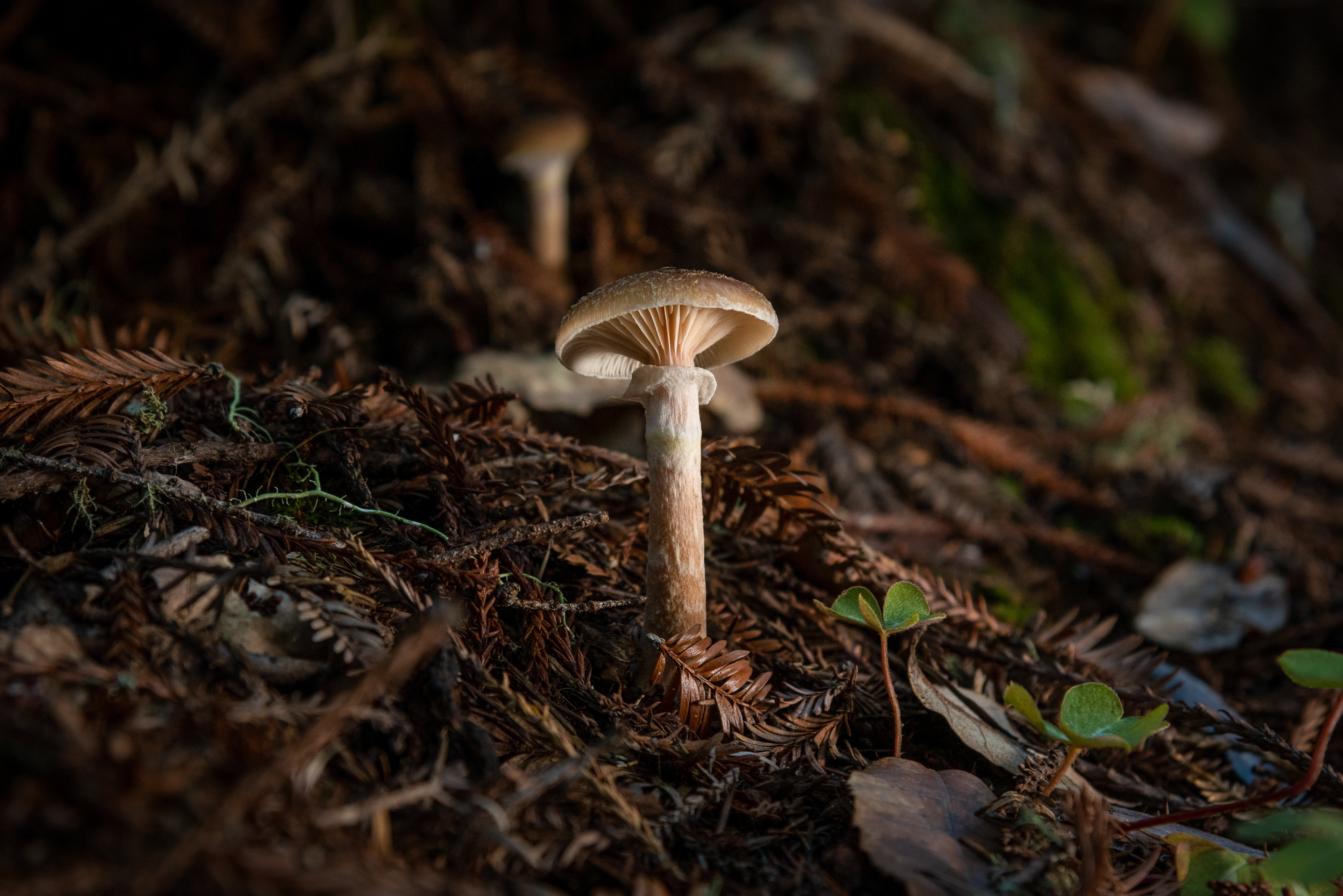 Guerneville, CA