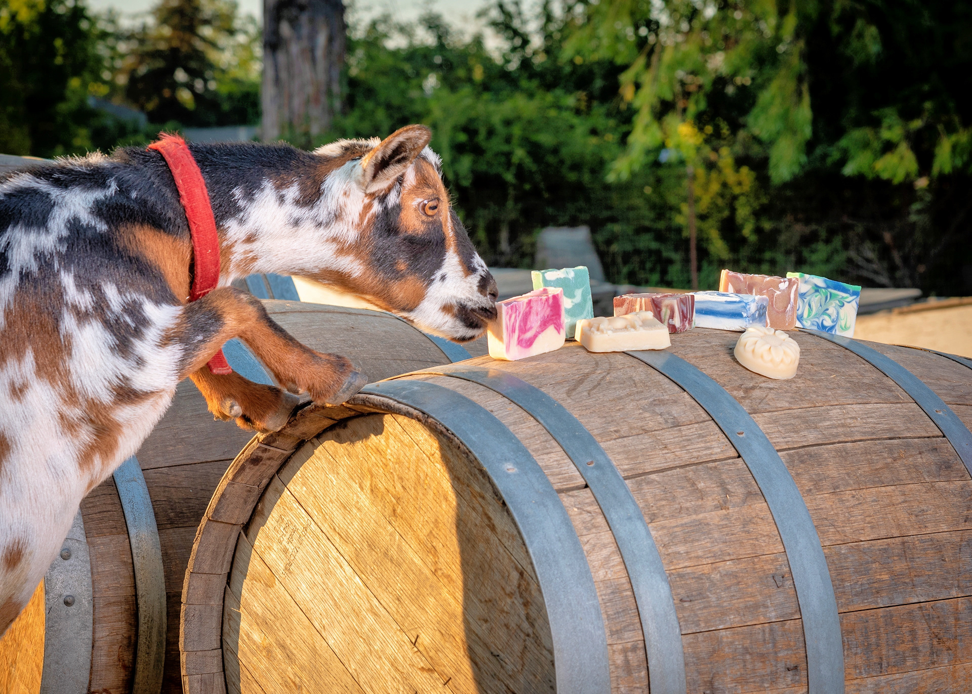McMini-Akers Farm, Santa Rosa, California