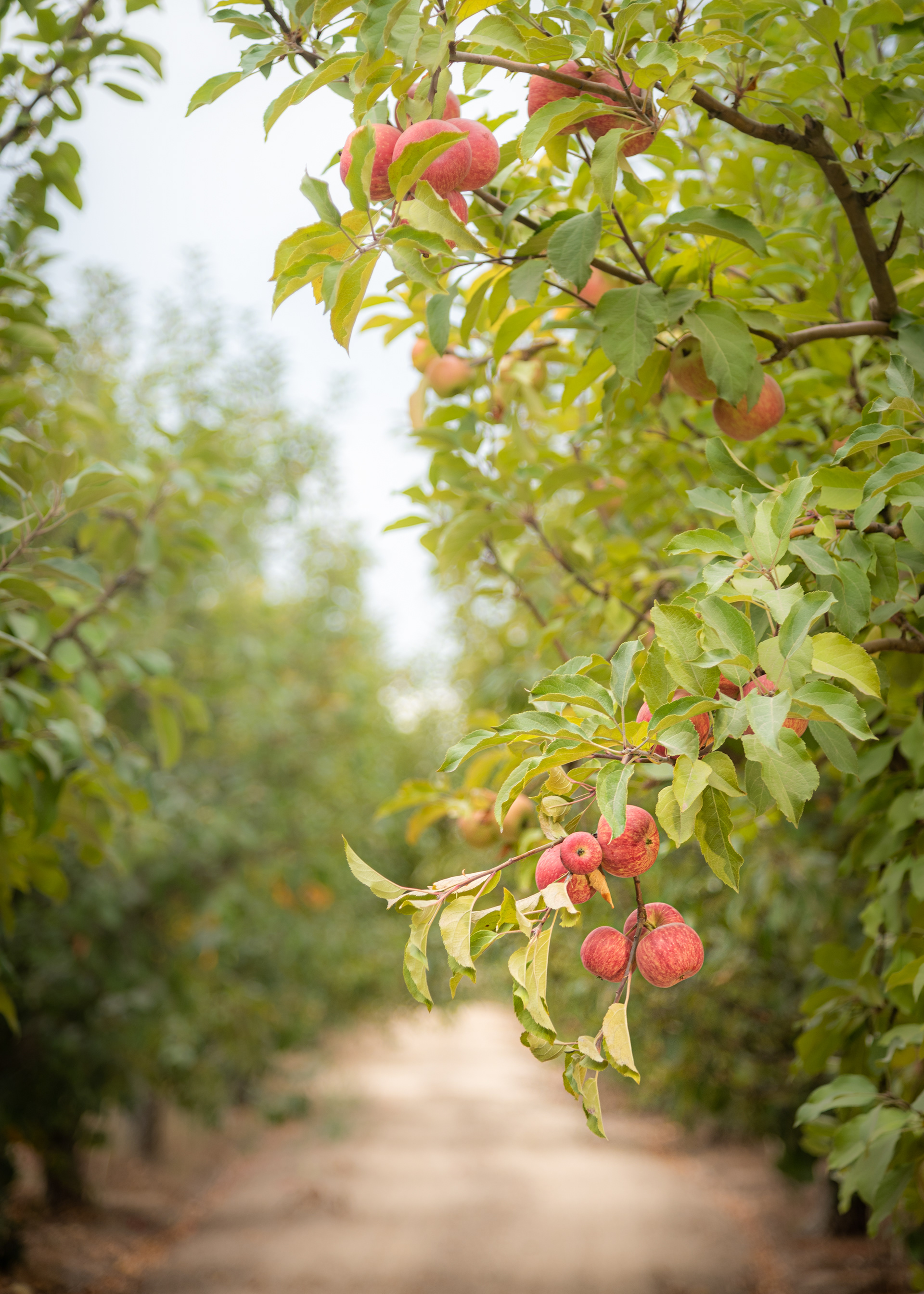 Hales Apple Farm, Sebastopol, CA