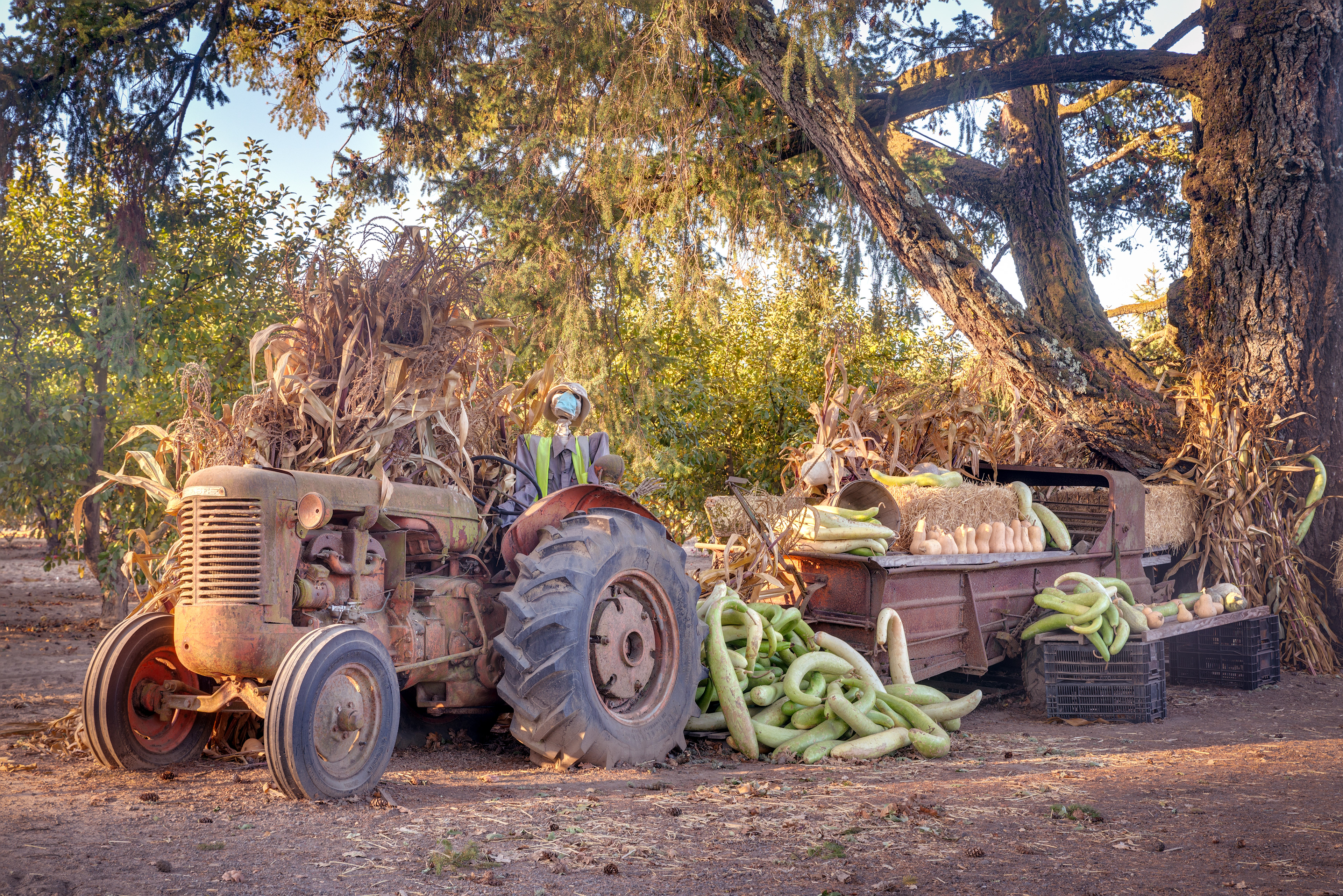 Halloween Sunrise at Hales Apple Farm, Sebastopol, CA