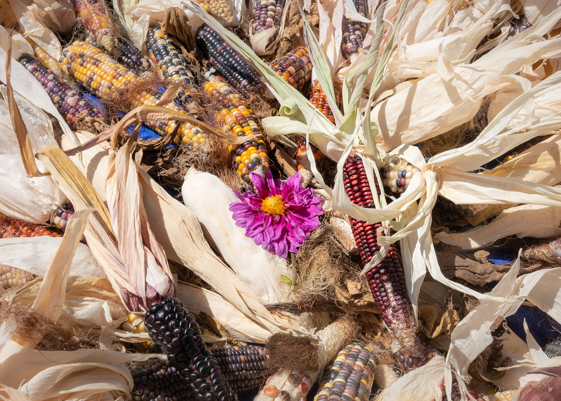 LandPaths Harvest Festival at Bayer Park, Sants Rosa