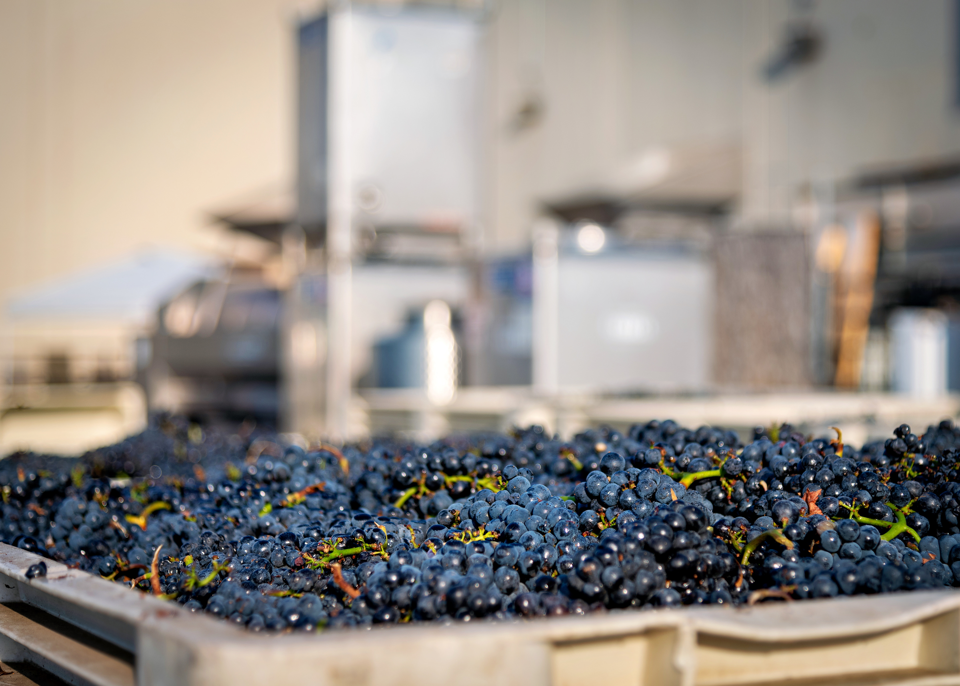 Wine Grape Harvest, Sonoma County, California