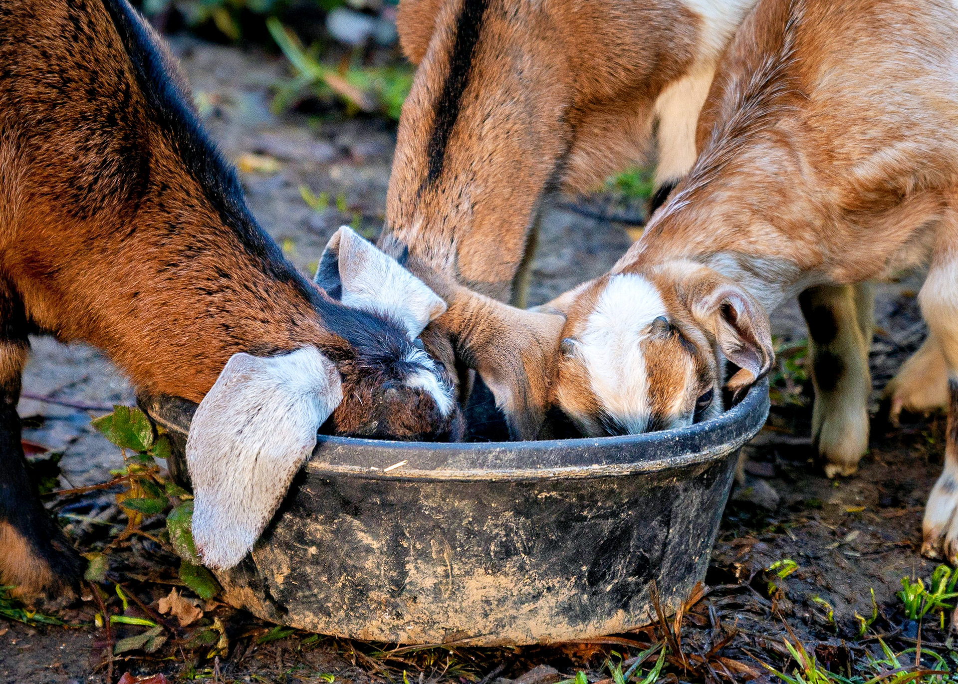 Animal Rescue, Guerneville, California