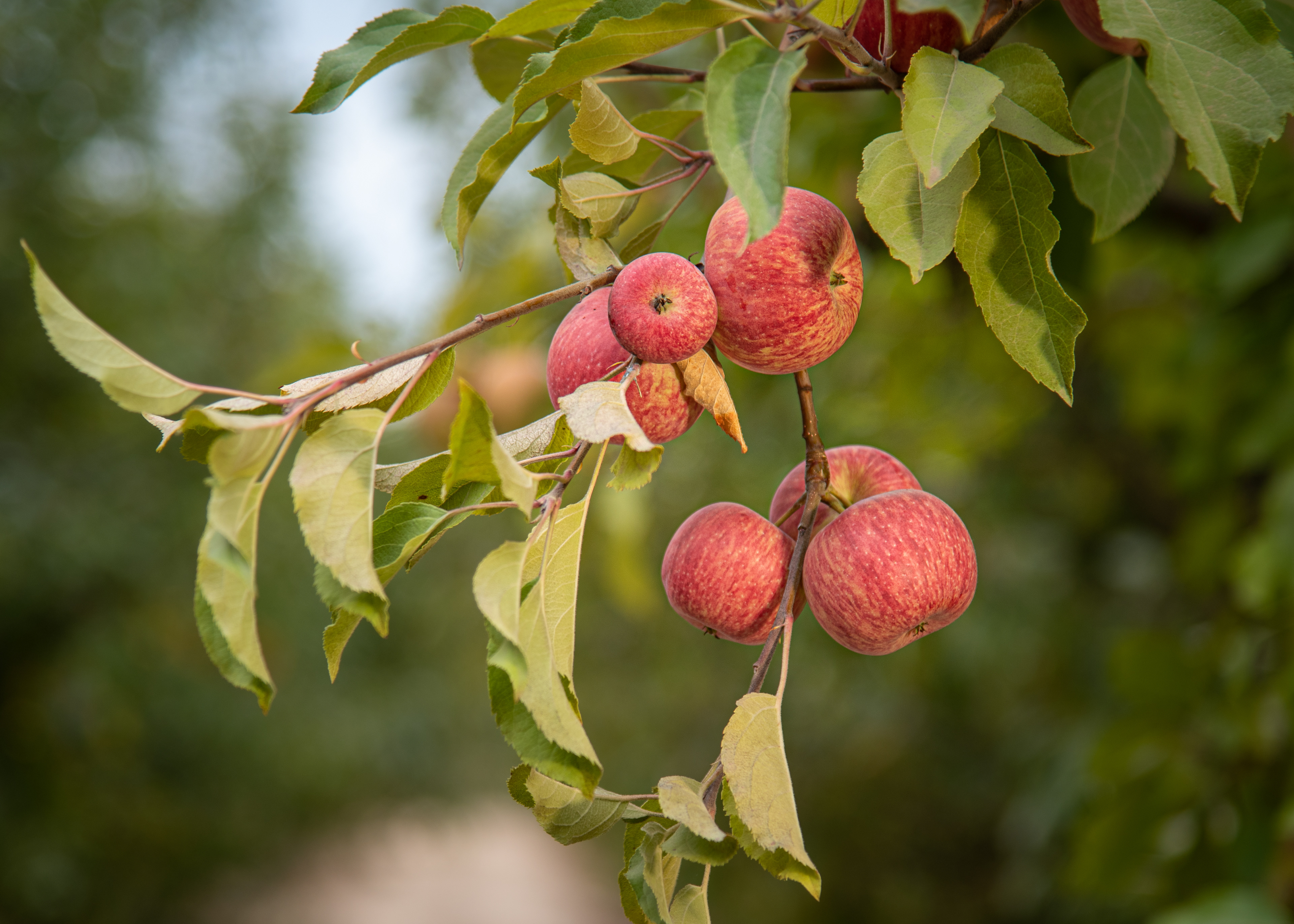 Hales Apple Farm, Sebastopol, California