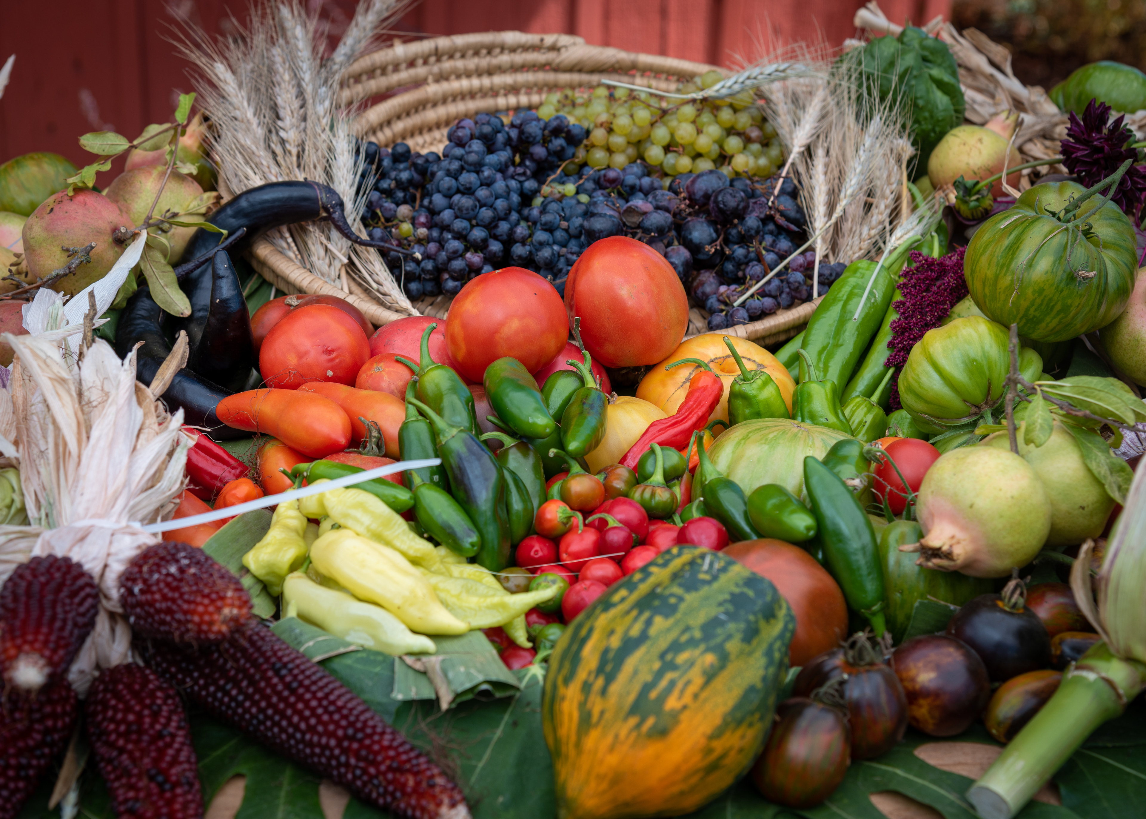LandPaths Harvest Festival at Bayer Park, Sants Rosa