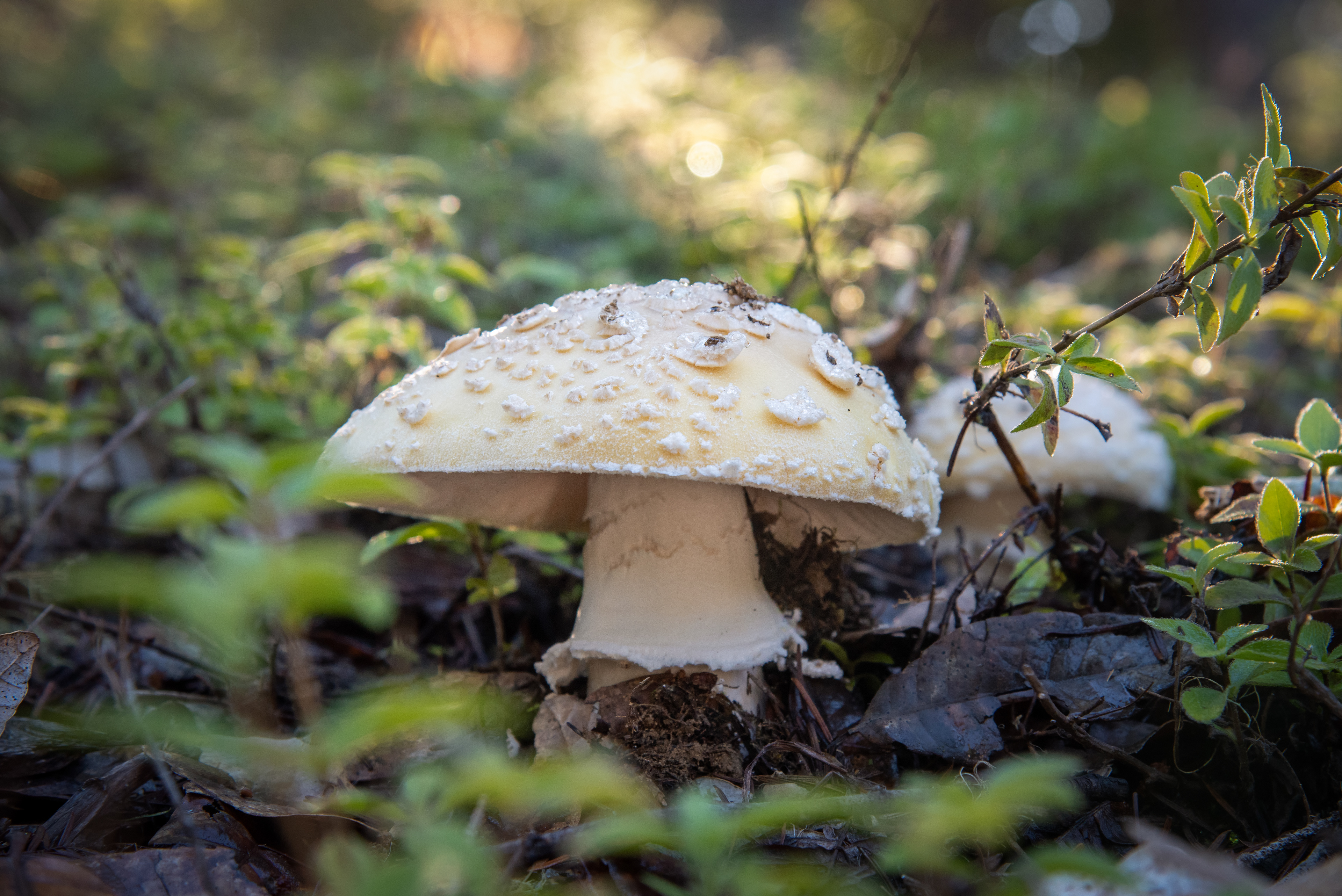 Guerneville, CA