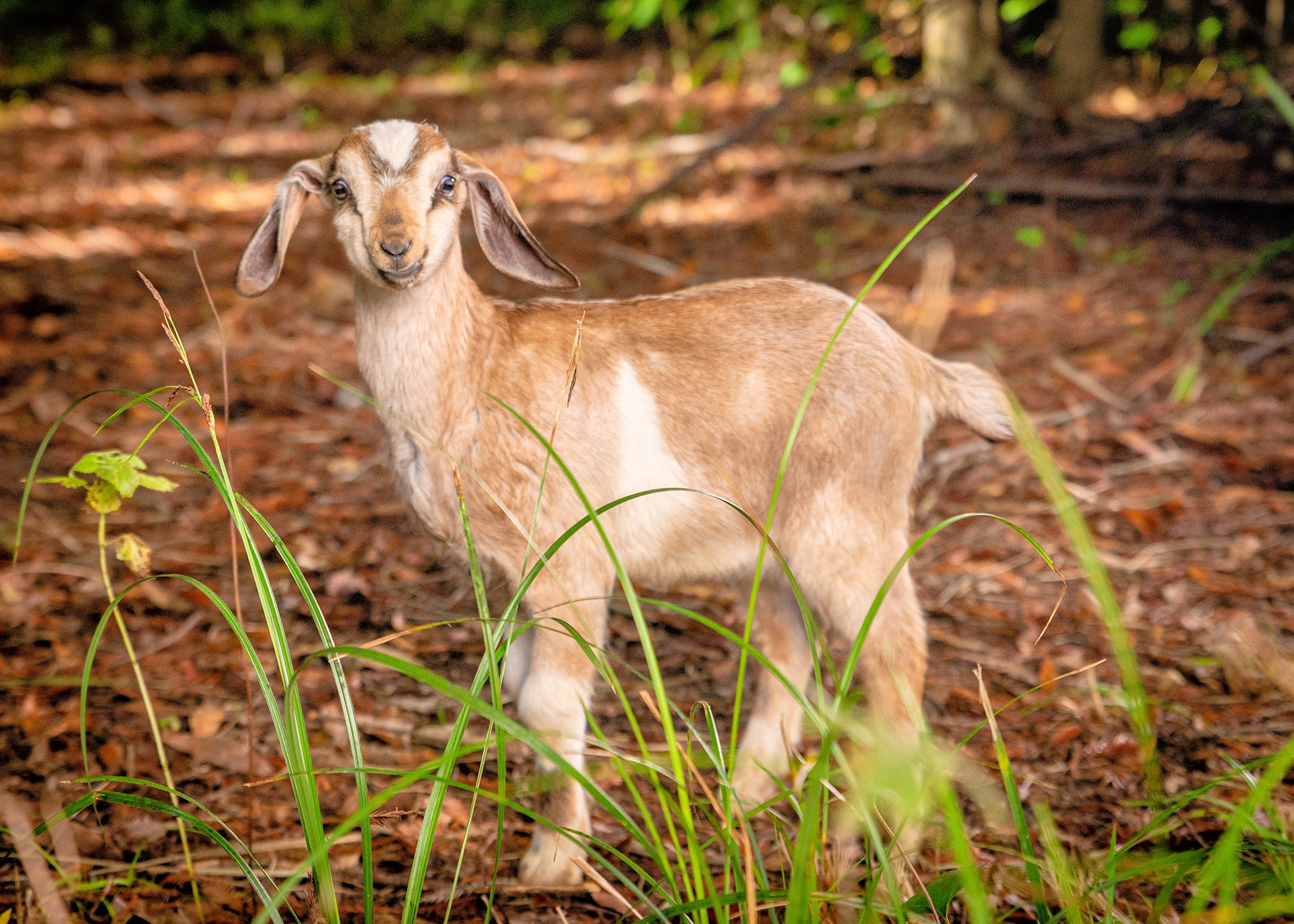Animal Rescue, Guerneville, California