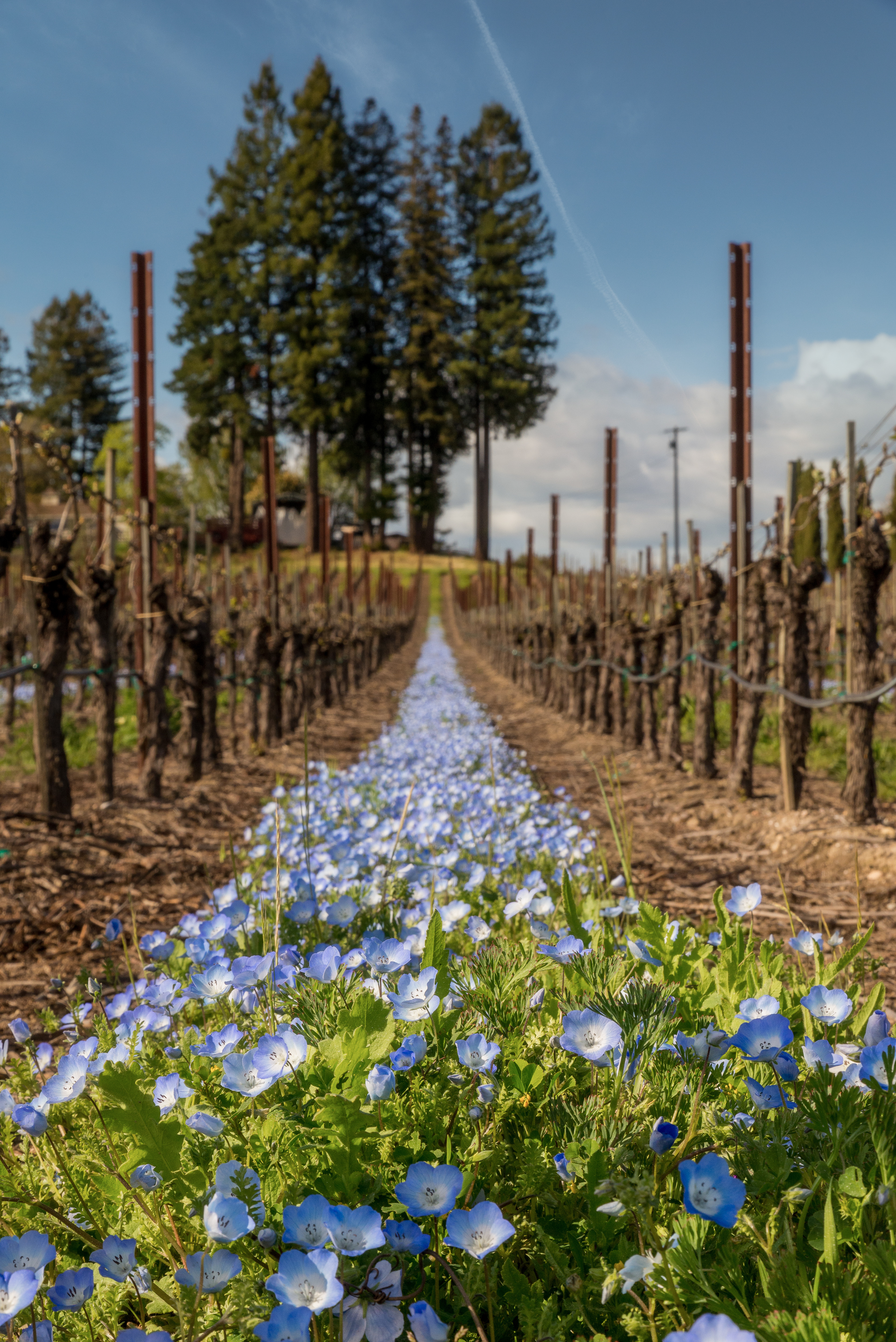 Highway 116 Vineyard, Sebastopol, CA