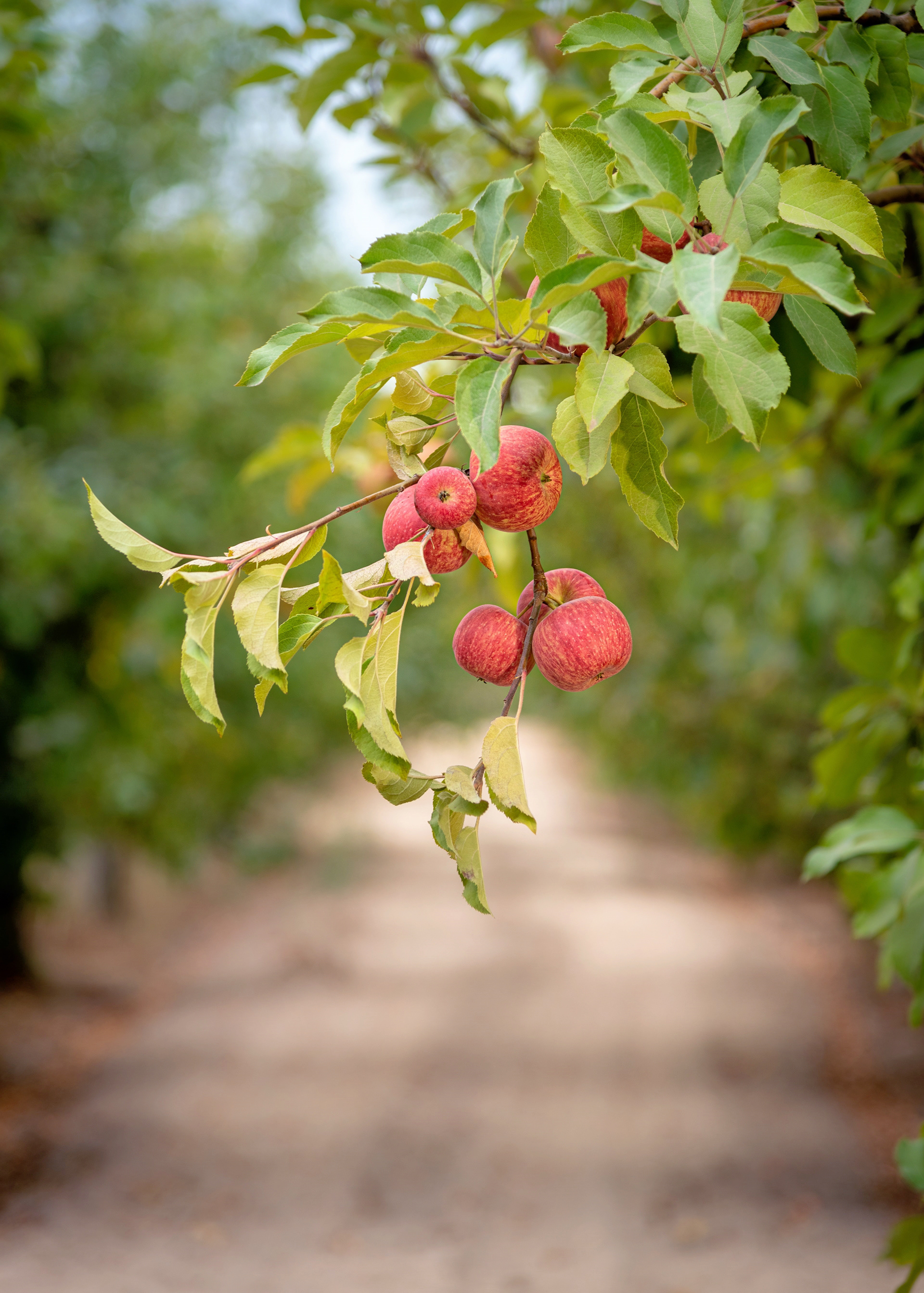 Hales Apple Farm, Sebastopol, California