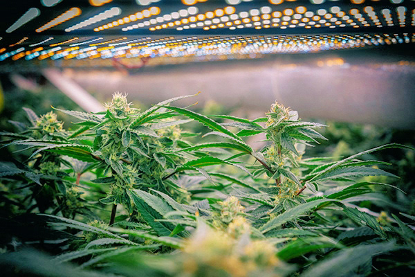 Flora Terra, Santa Rosa, California