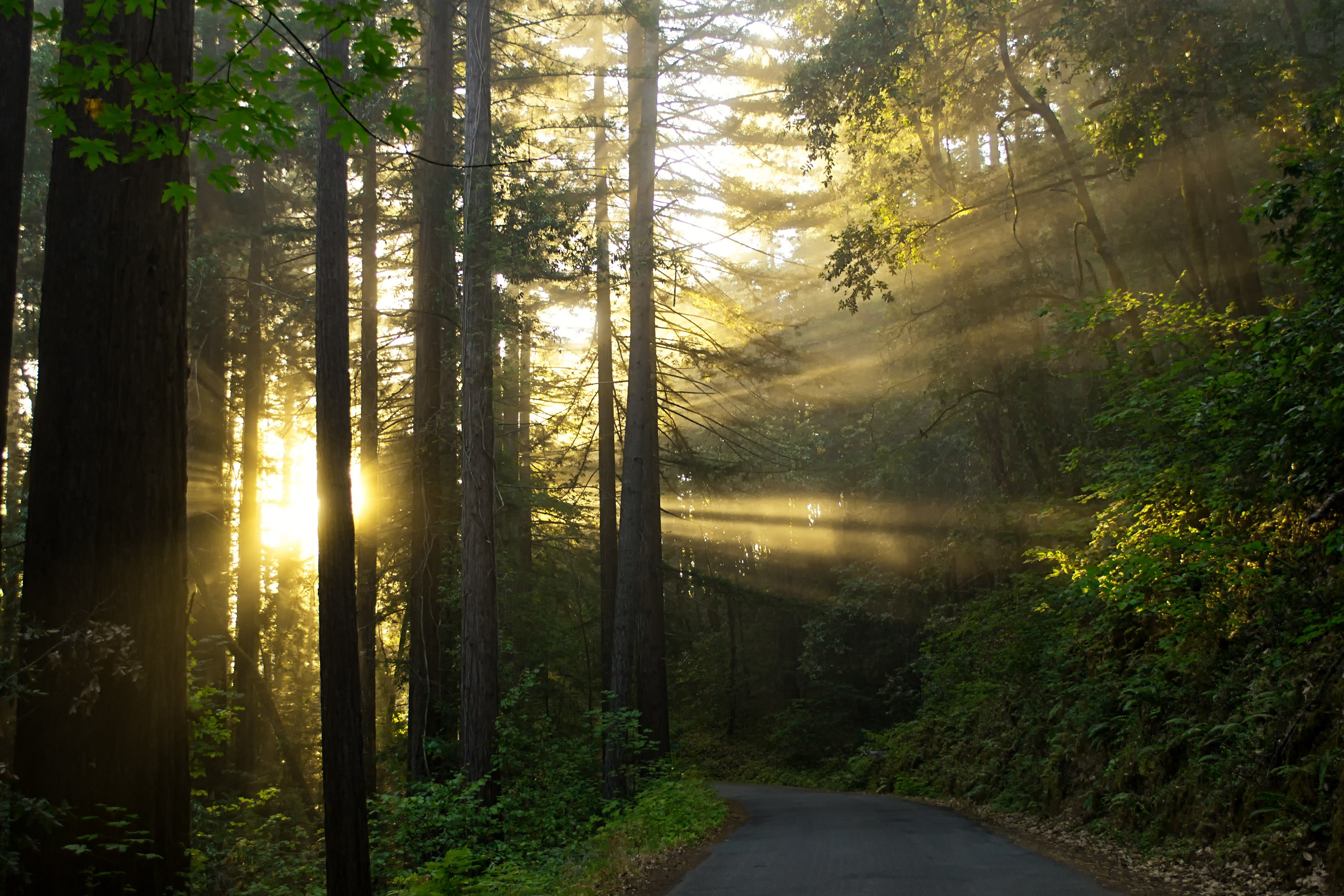 Guerneville, CA