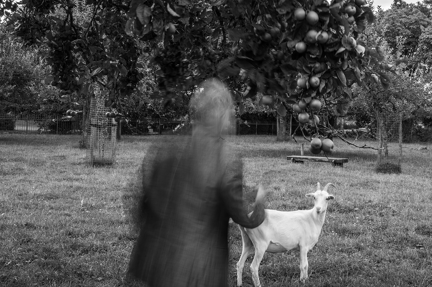 Boomgaard in het centrum.