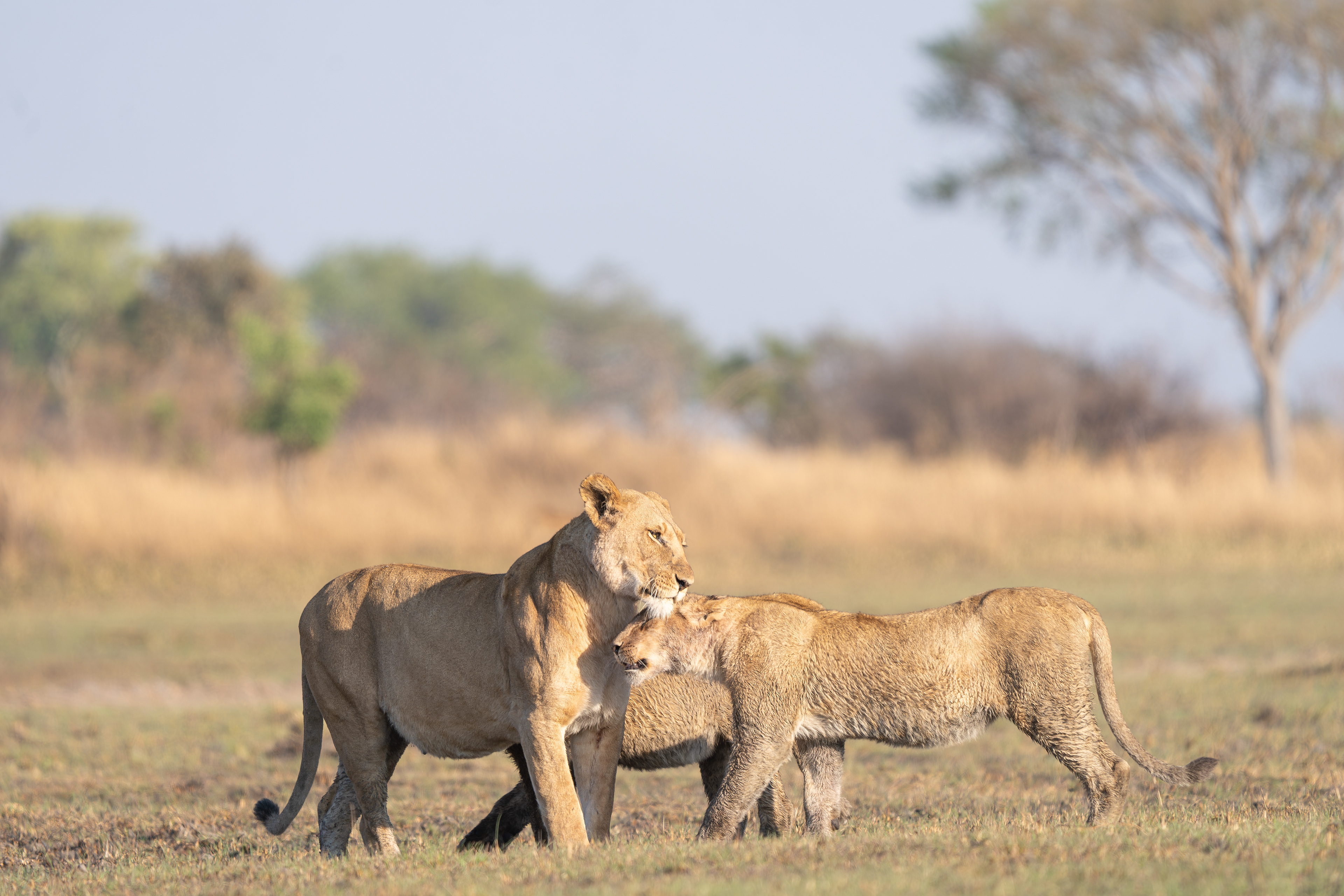 Mother and Cub Greet on the Plains