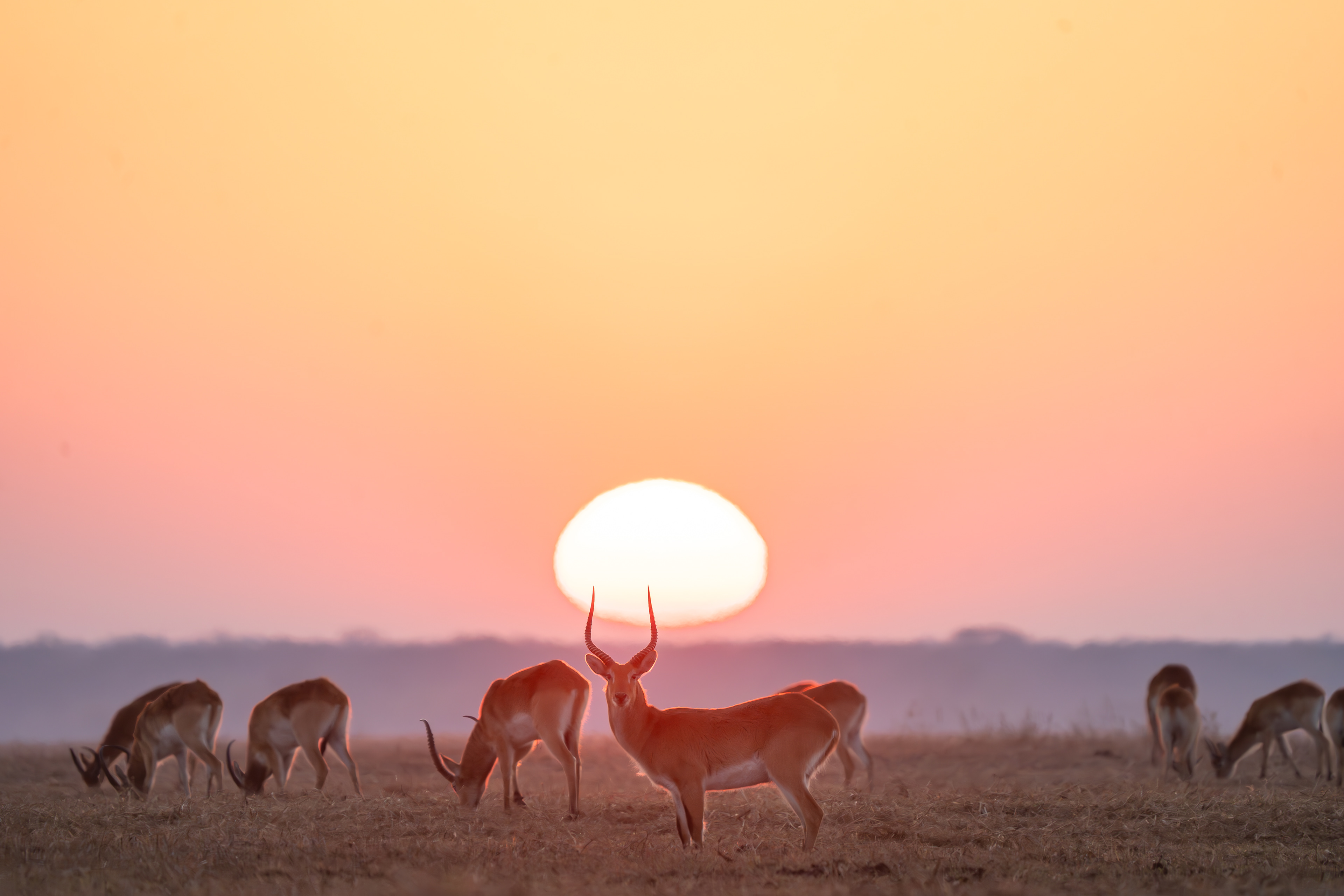Sunrise with Busanga's Red Lechwe
