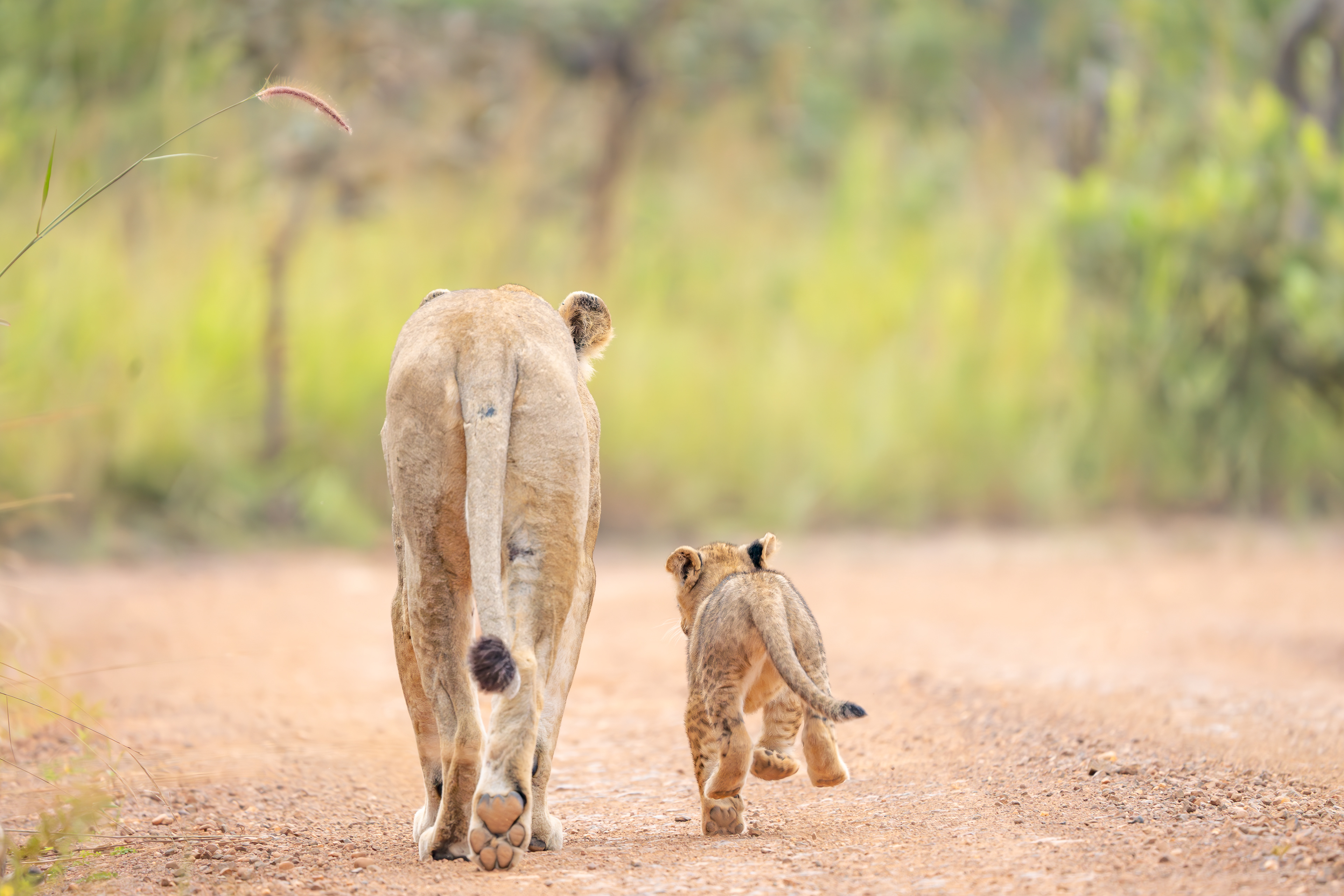 Mum and Cub